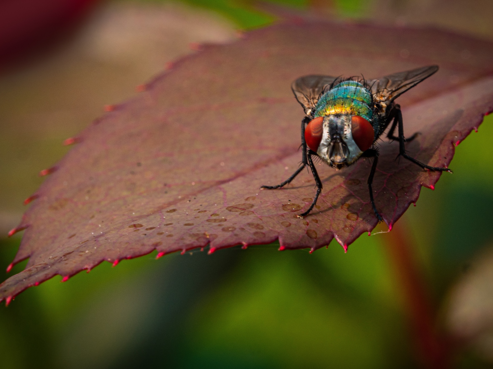 Голубая муха сидит на красном листе 