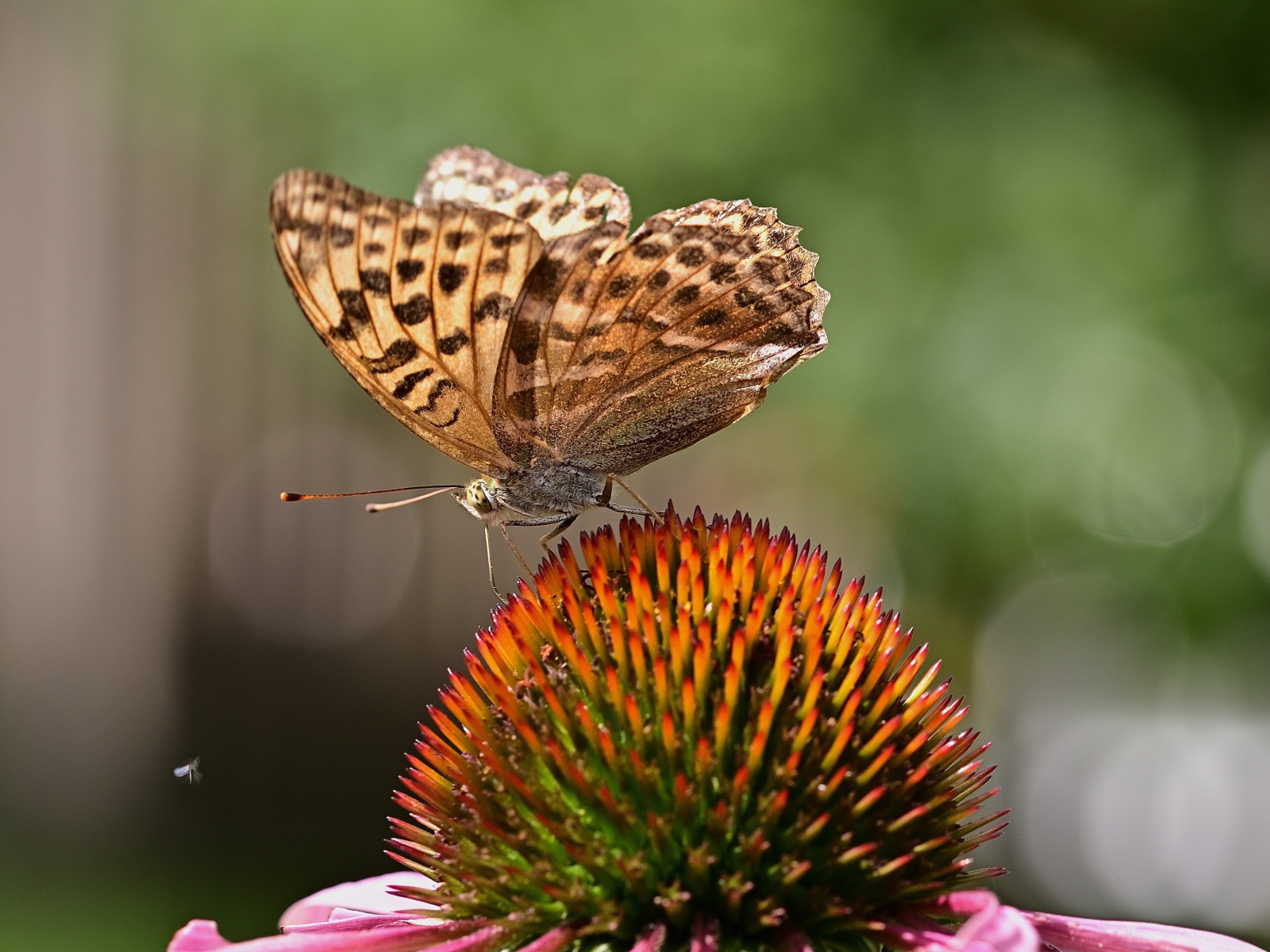 Коричневая бабочка сидит на цветке эхинацеи 