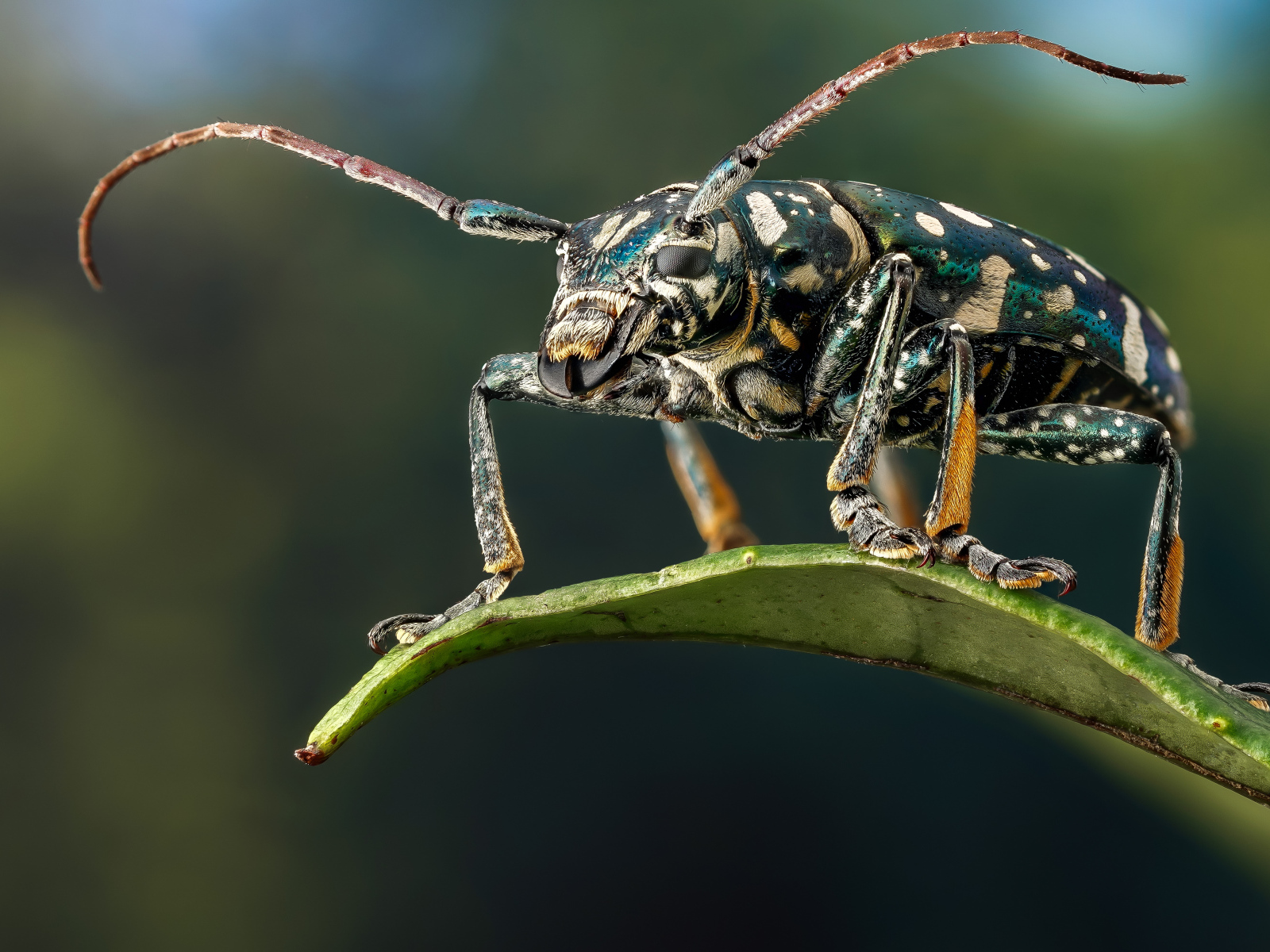 Жук Фаустабрина на зеленом листе крупным планом