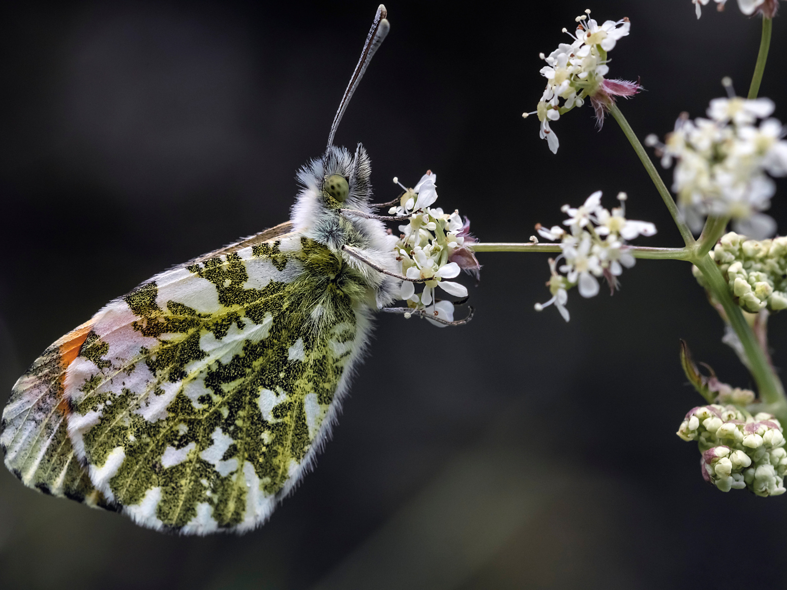 Зеленая бабочка сидит на  белом цветке 