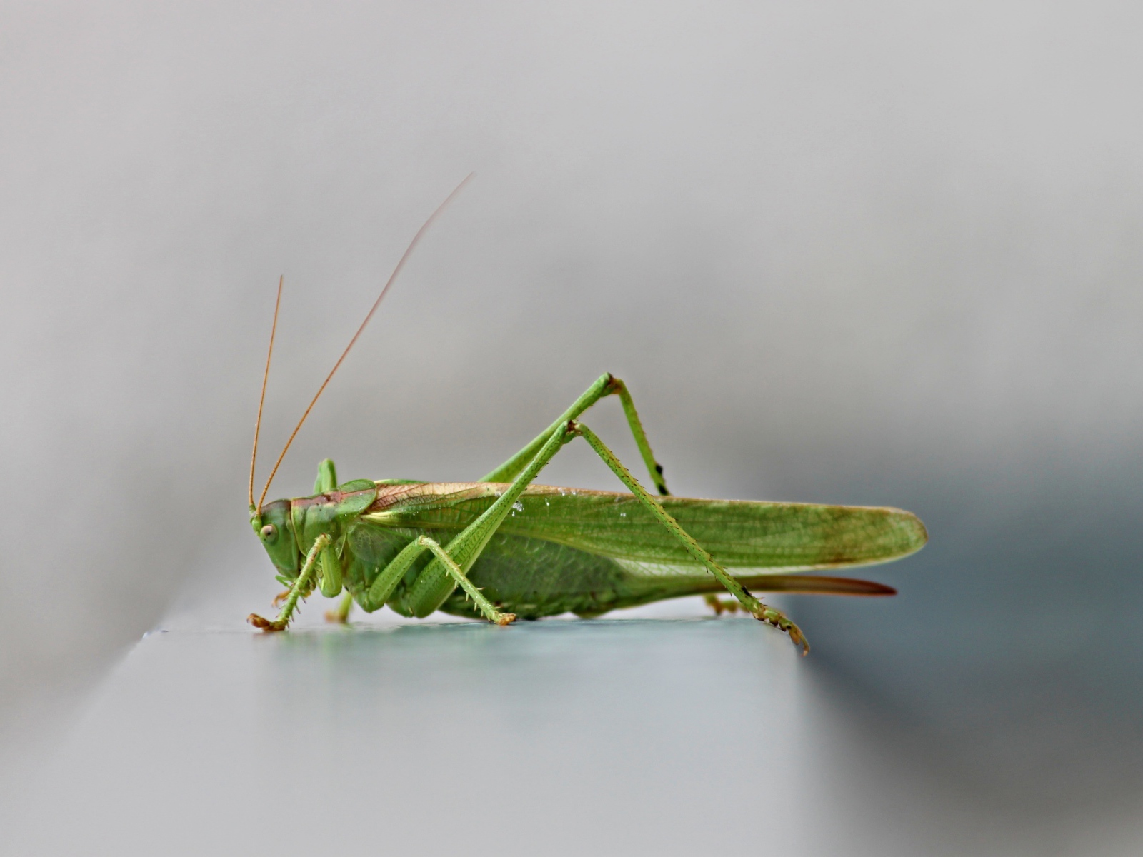 Зеленый кузнечик на сером фоне крупным планом 