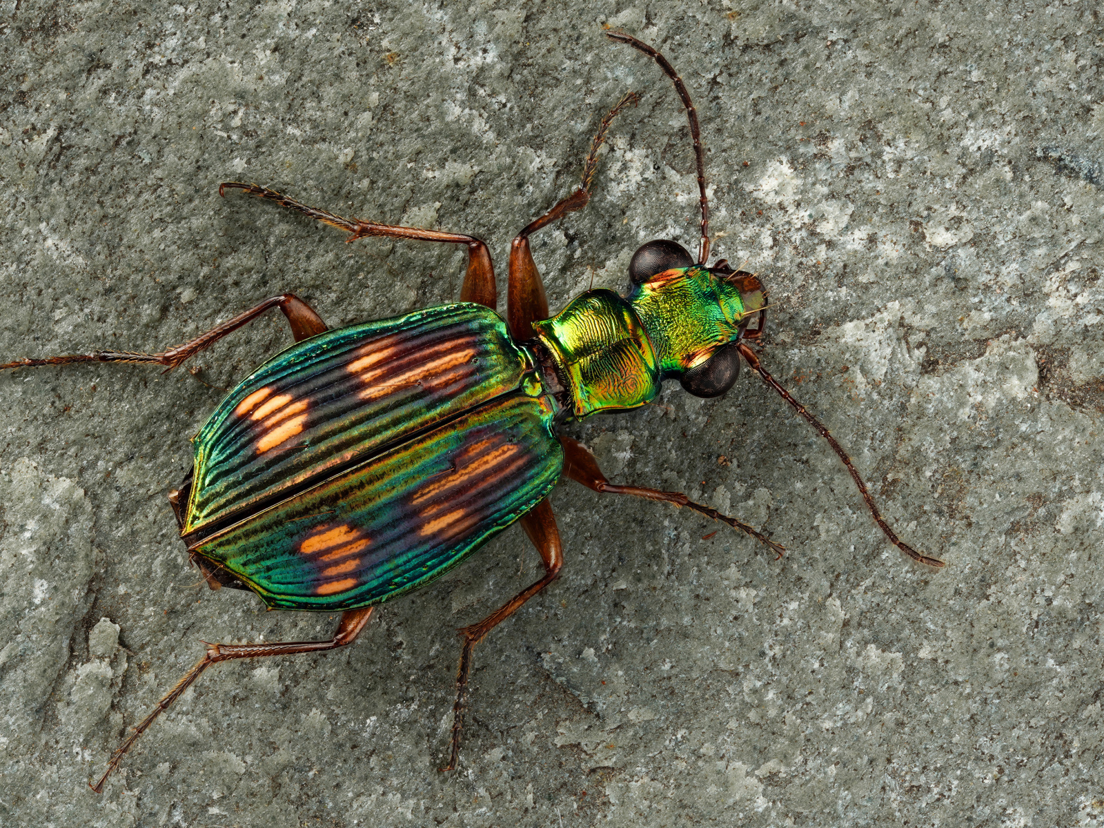 Большой бронзовый жук на серой стене 