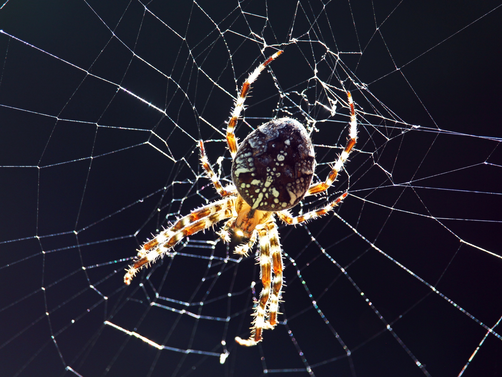 Большой паук на паутине на черном фоне крупным планом 