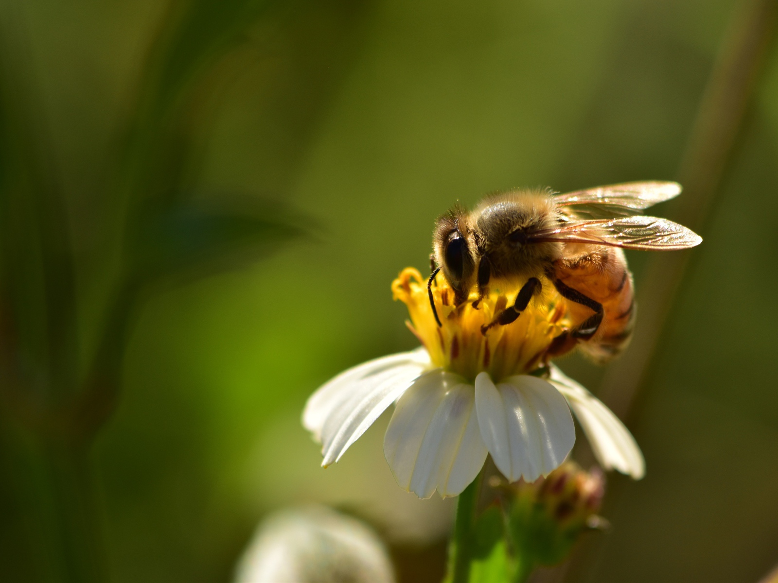 Маленькая пчела на белом цветке крупным планом
