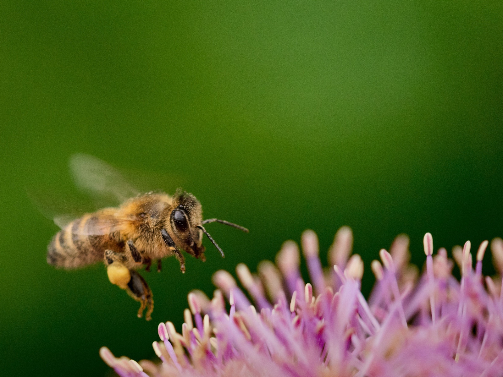 Маленькая пчела с розовым цветком на зеленом фоне