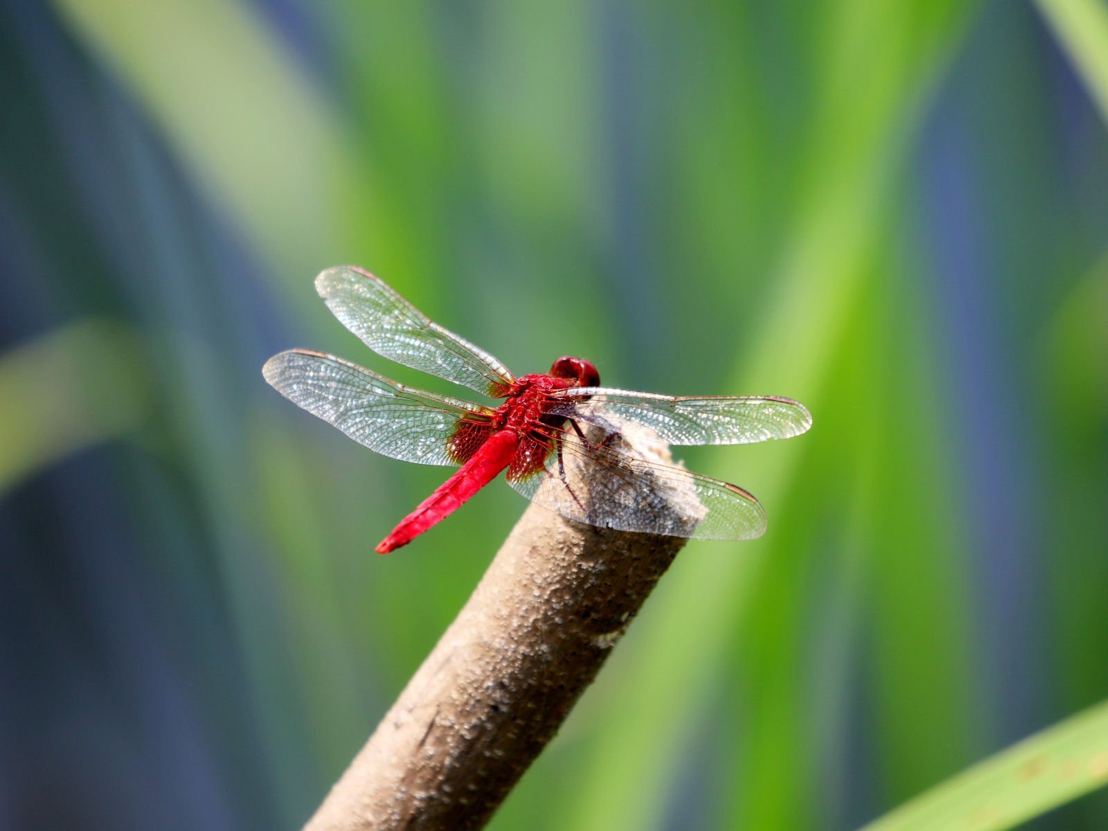 Red dragonfly with transparent wings sits on a branch