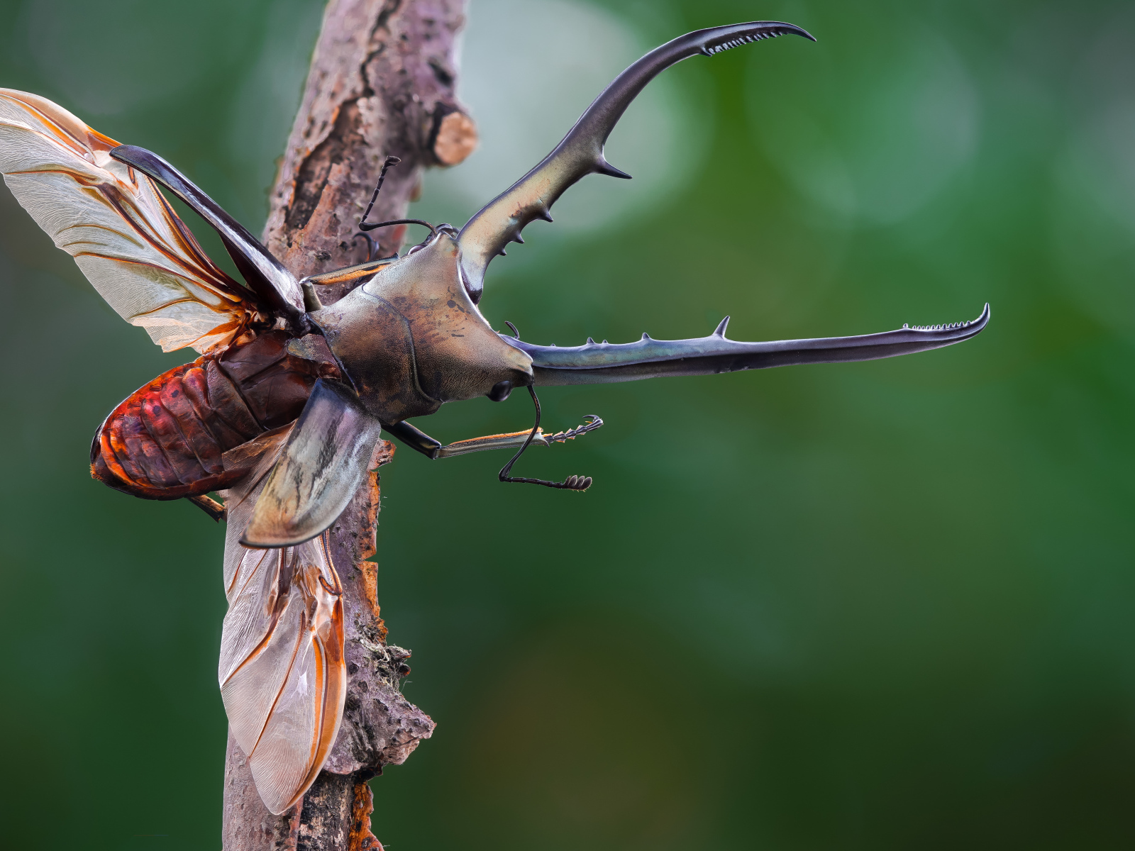 Жук олень расправил крылья на ветке дерева
