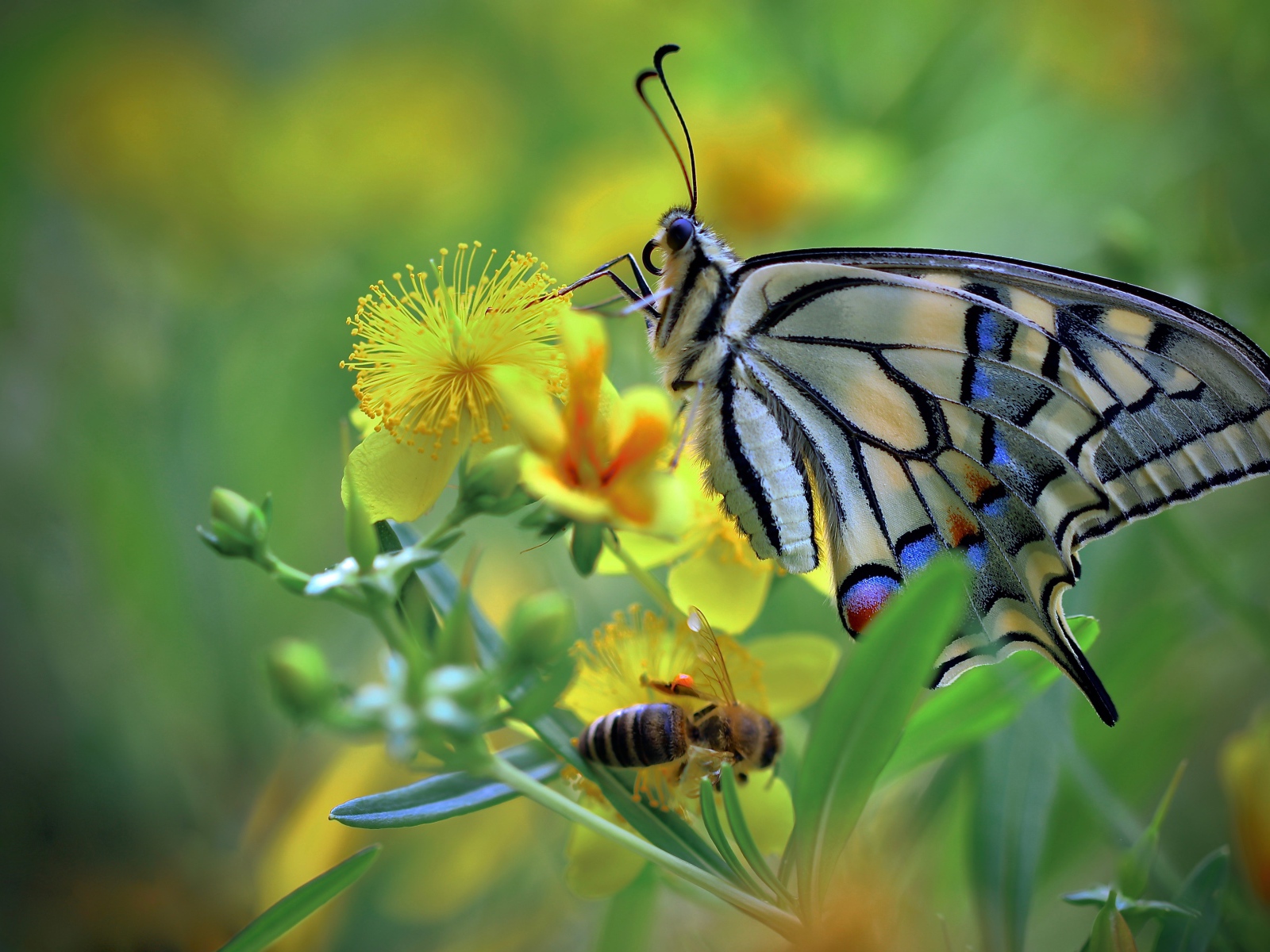 Бабочка махаон и пчела сидят на желтом цветке