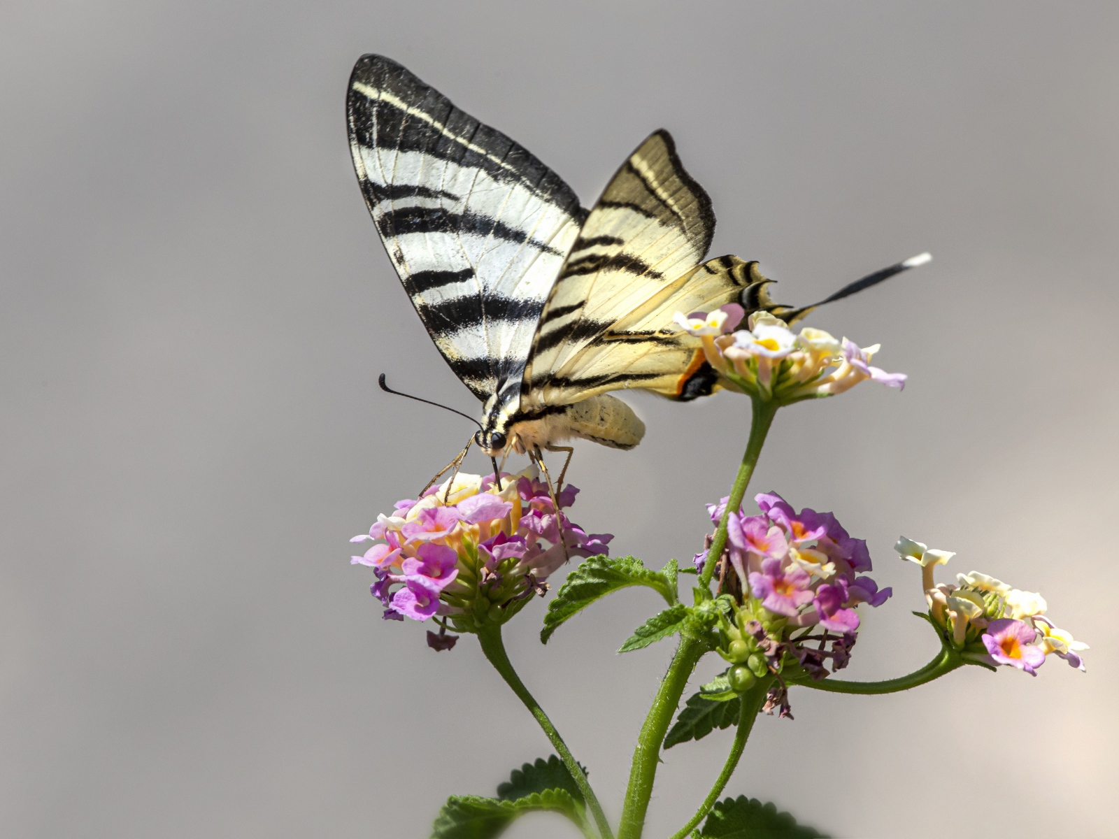 Swallowtail butterfly sits on a flower on a gray background