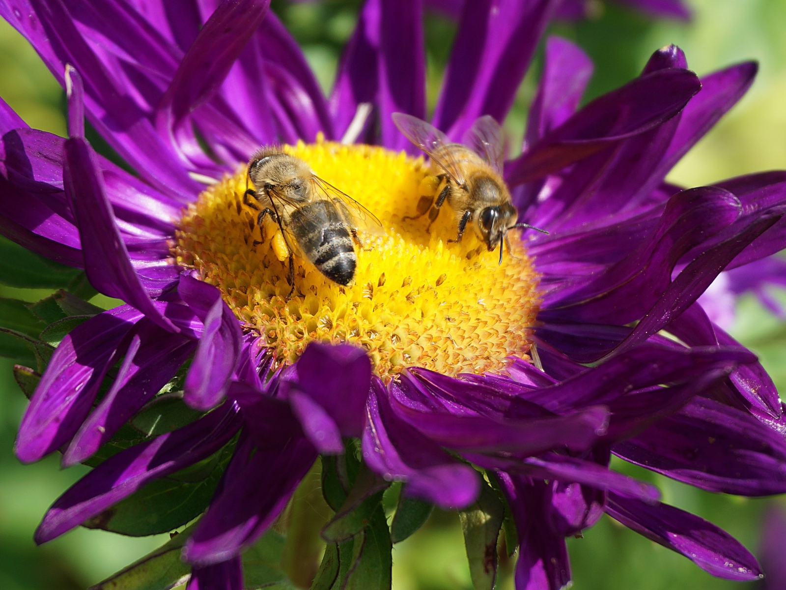 Две пчелы сидят на цветке астры