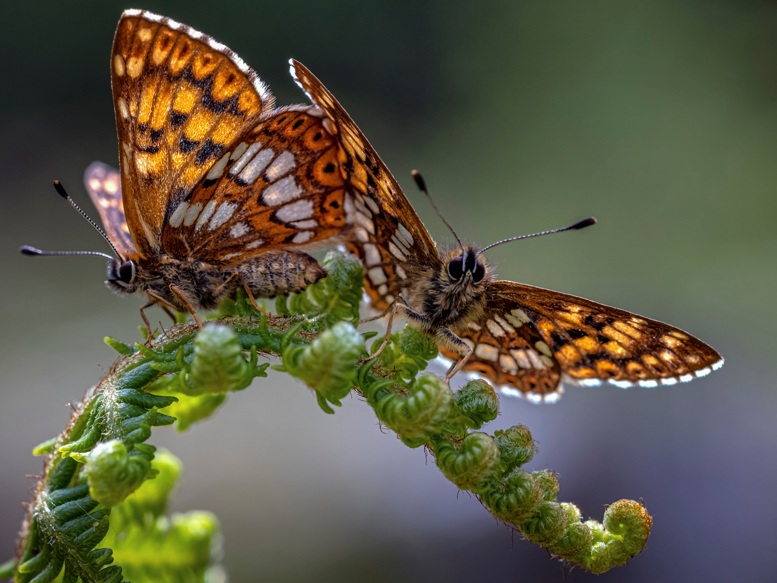Две коричневые бабочки на зеленом листе папоротника 