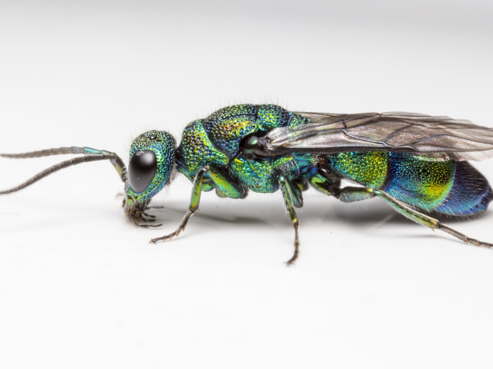 Оса огневая блестянка на белом фоне