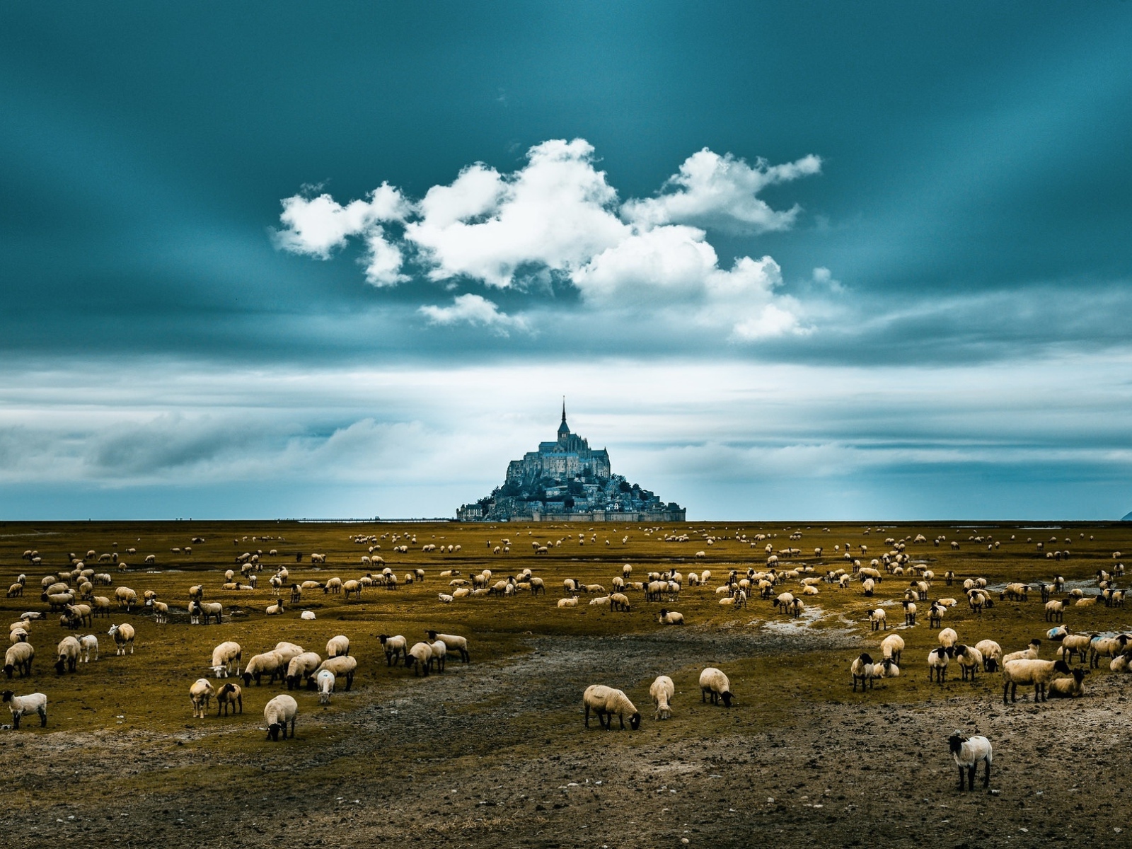 Стадо овец пасется у старого монастыря