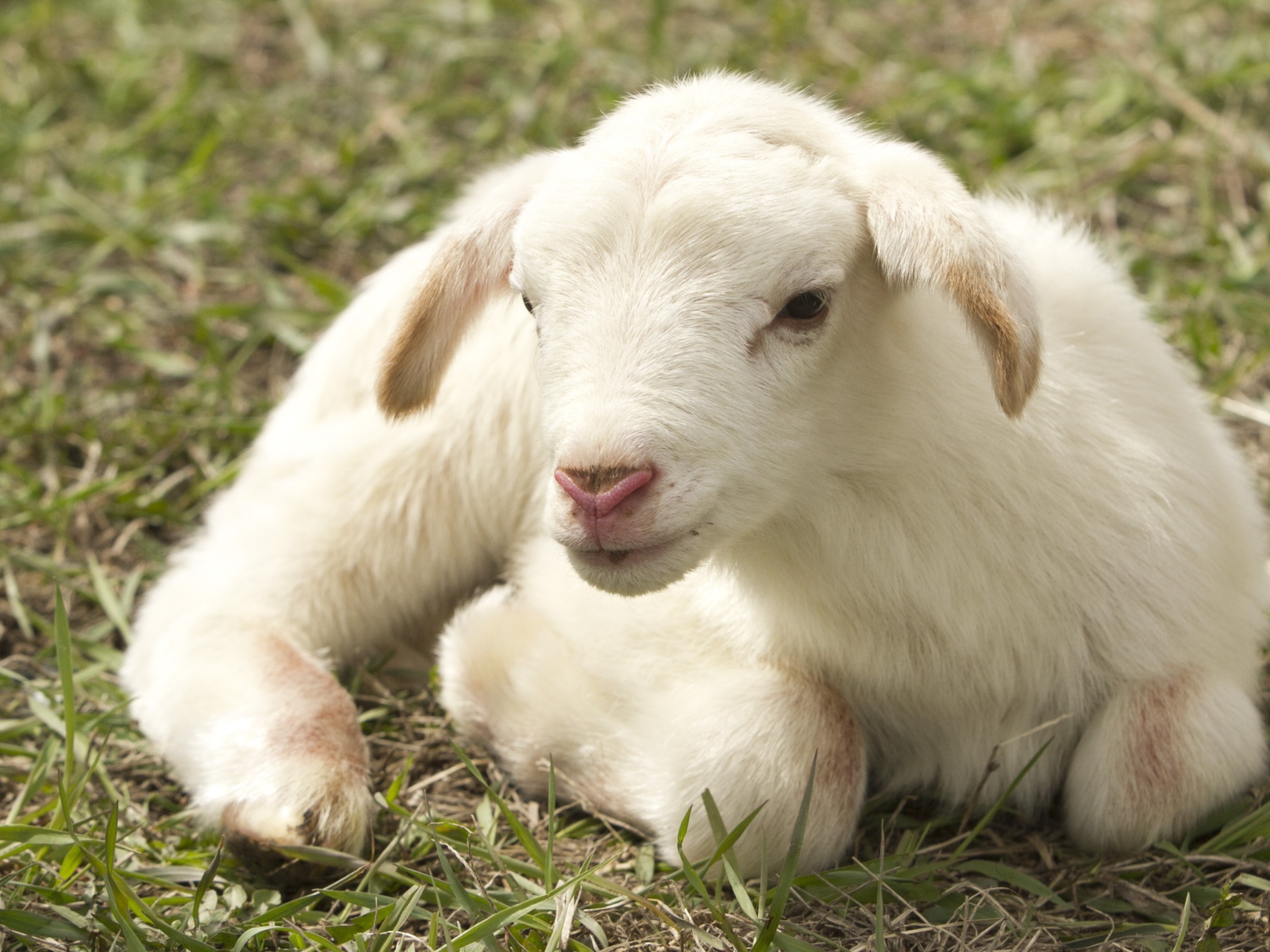 Маленький белый ягненок лежит на траве