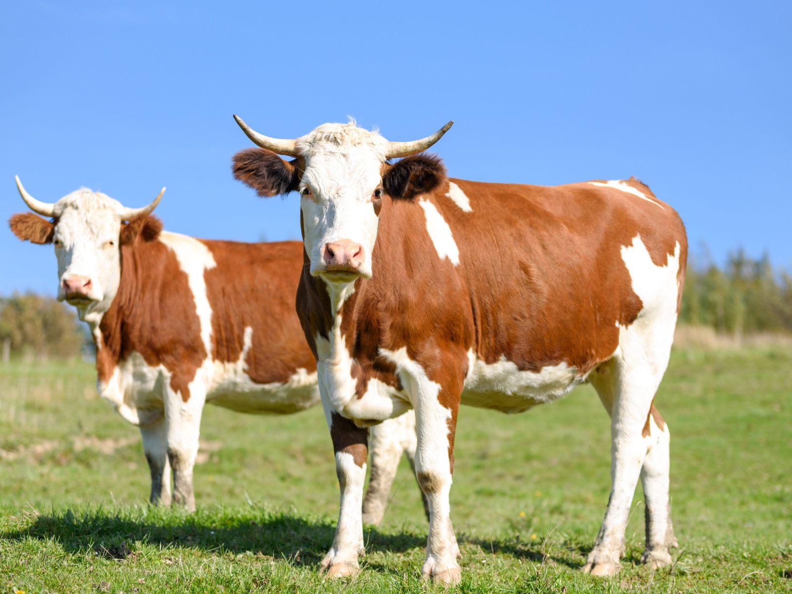 Два больших быка на поле 