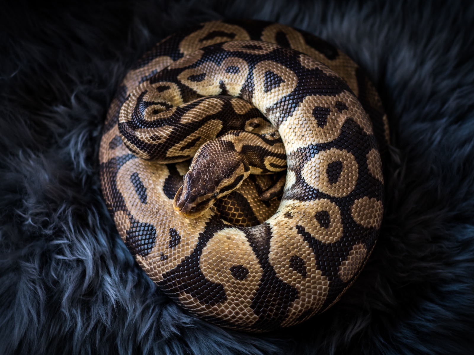 Big beautiful python lies on black fur