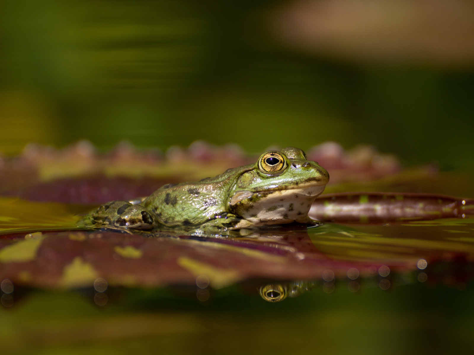 Большая зеленая лягушка на зеленом листе в воде