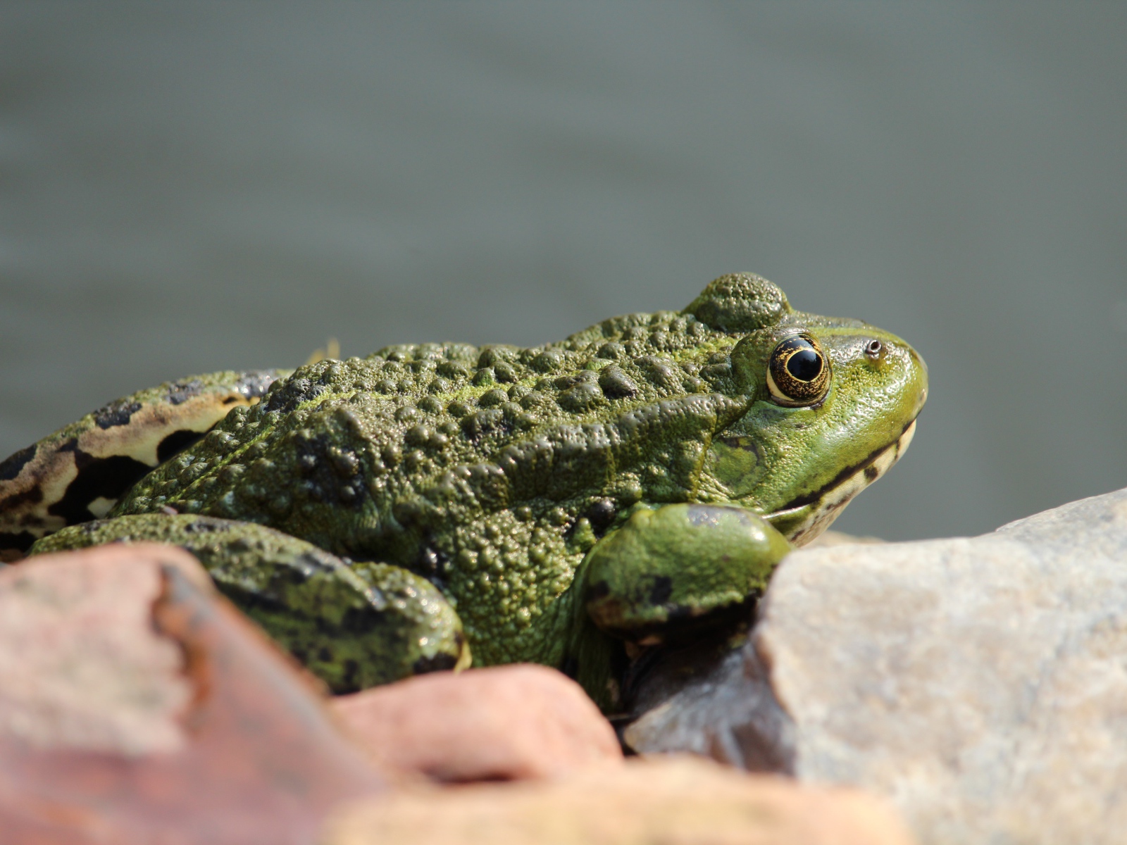 Большая зеленая жаба сидит на камне 