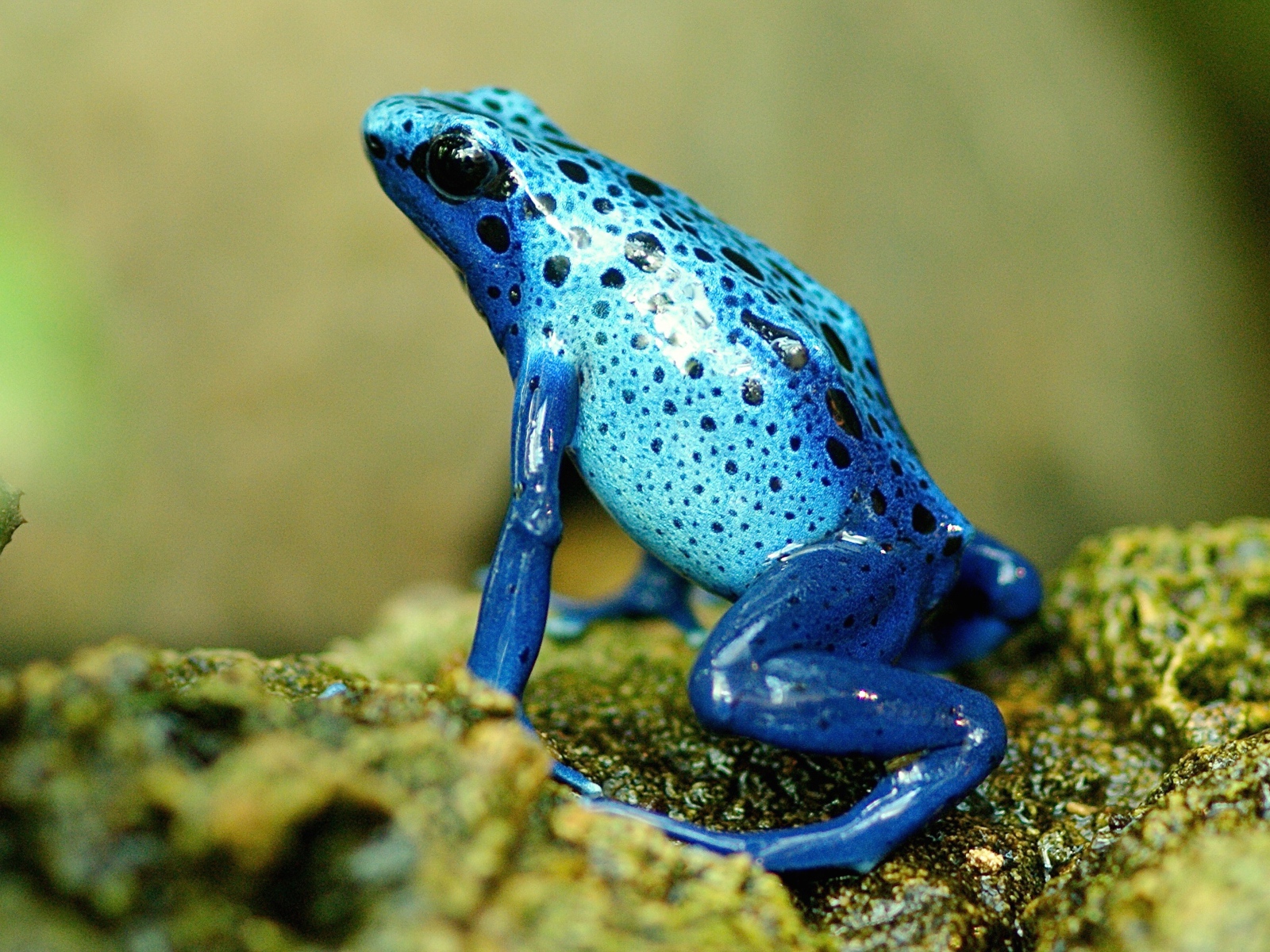 Blue exotic frog on a stone