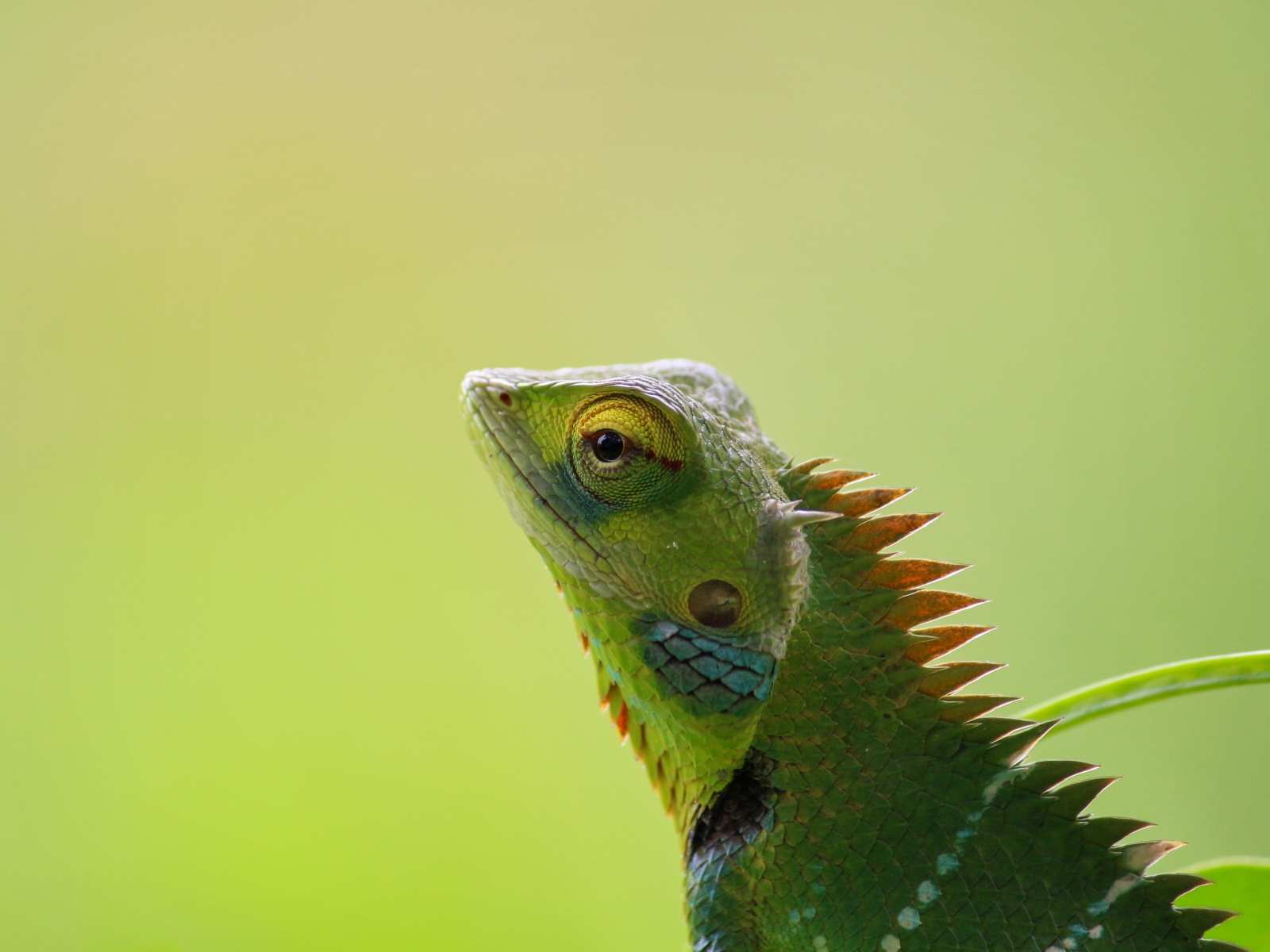 Зеленый хамелеон сливается с фоном