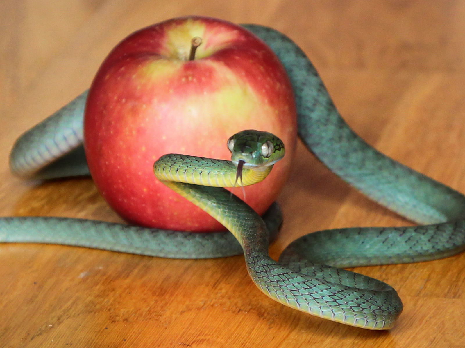 Зеленая змея с красным яблоком на столе 