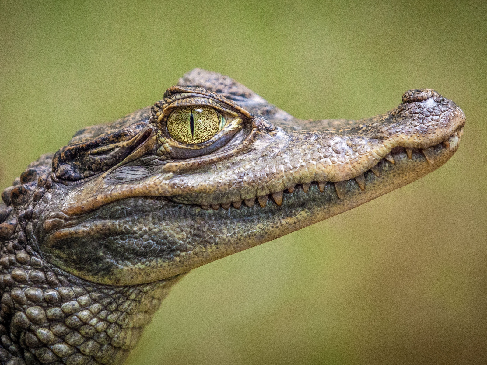 Молодой аллигатор с острыми зубами крупным планом