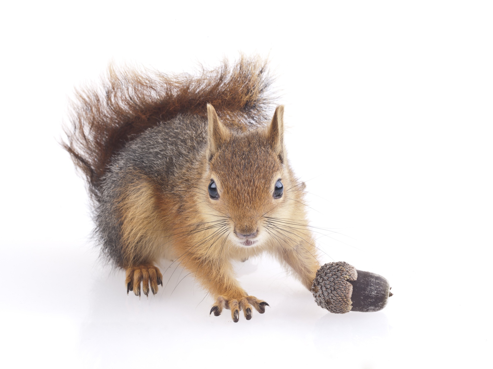 Забавная белка с желудем на белом фоне 