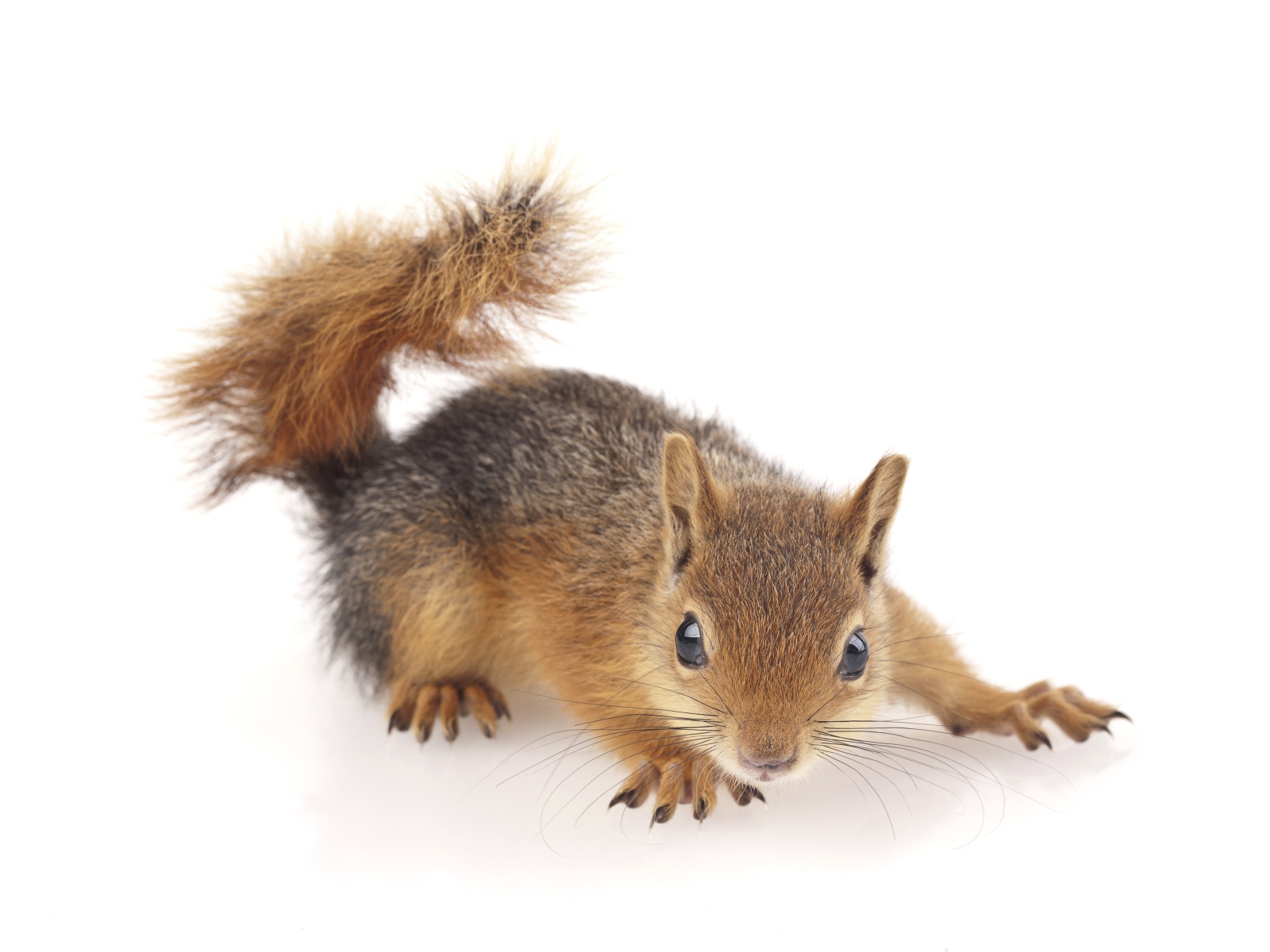 Little cute red squirrel on a white background