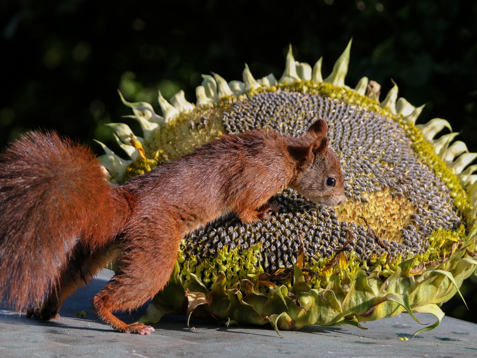 Little fluffy squirrel with sunflower