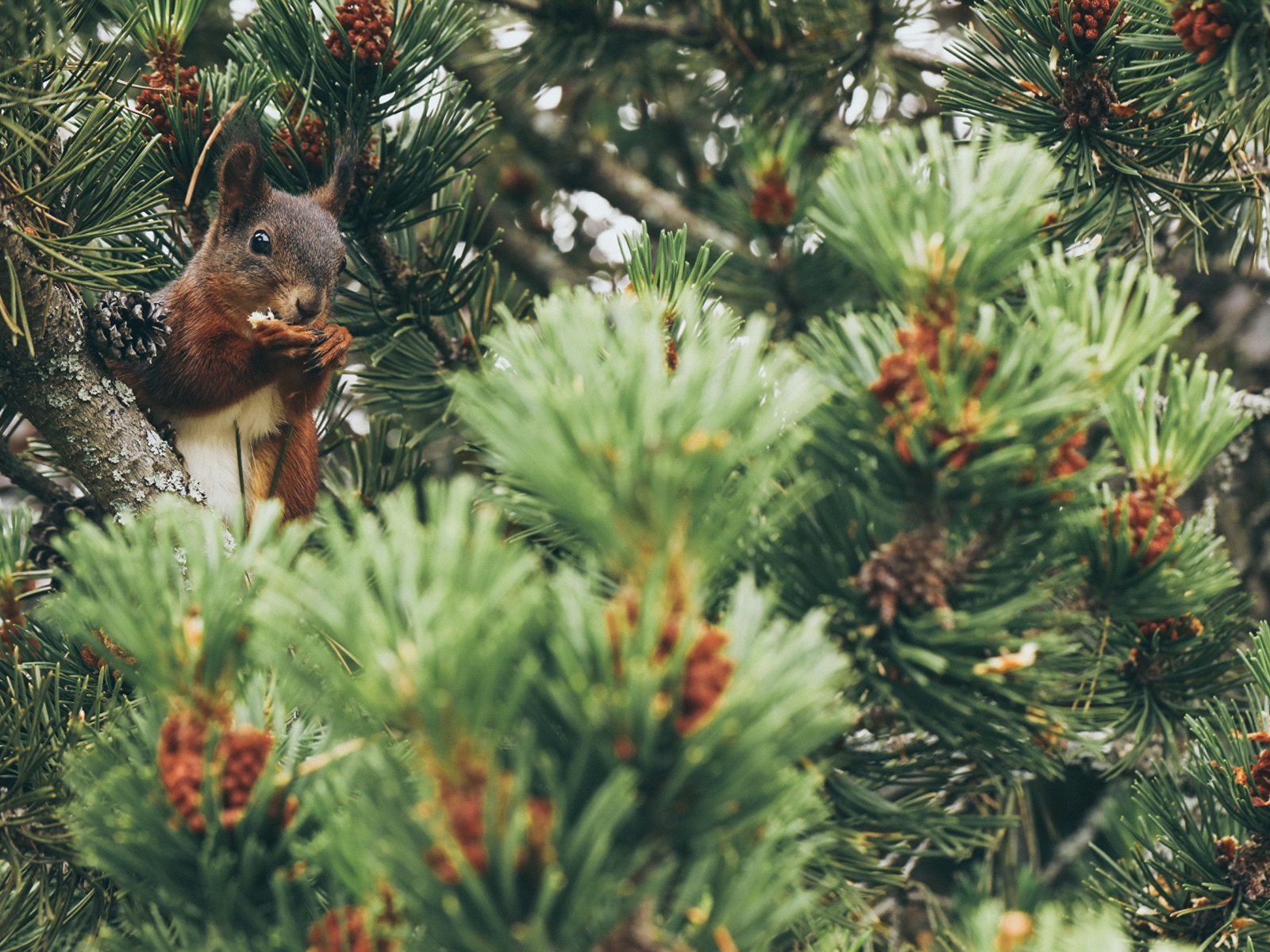 Squirrel gnaws a nut on a pine branch