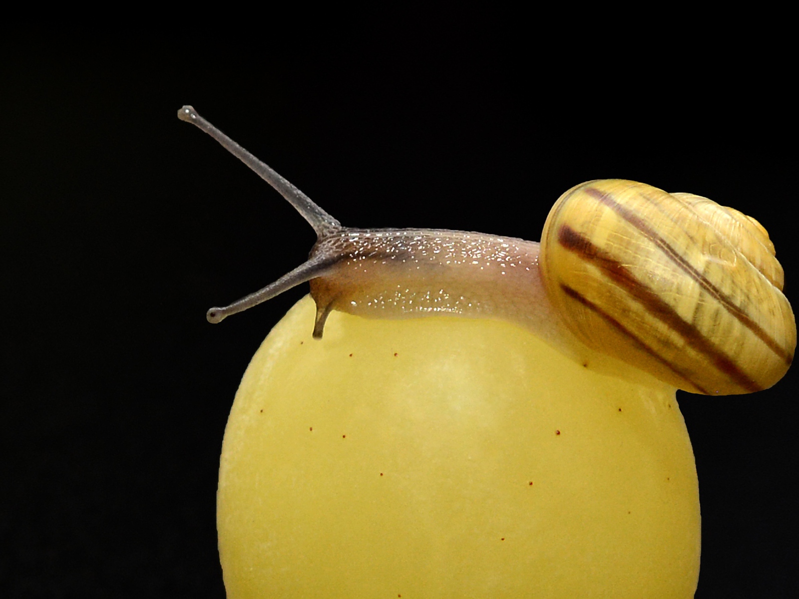 Большая улитка сидит на ягоде винограда на черном фоне 