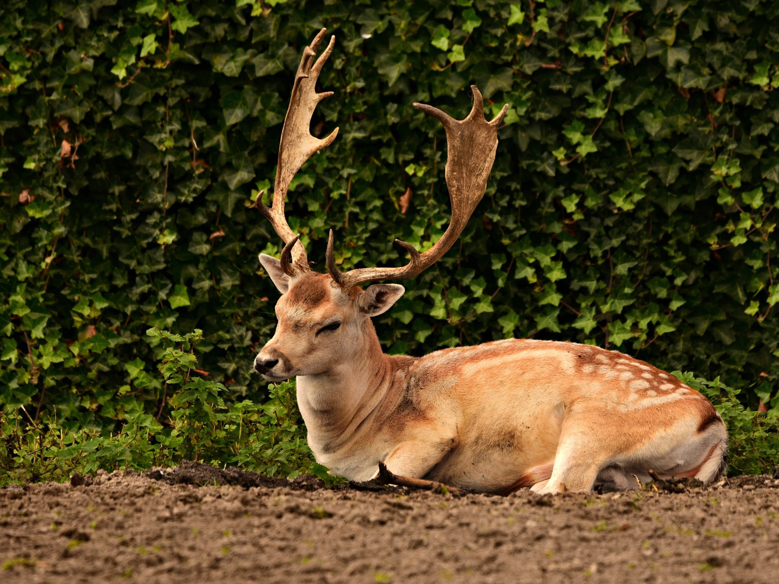 Самец лани с большими ветвистыми рогами 