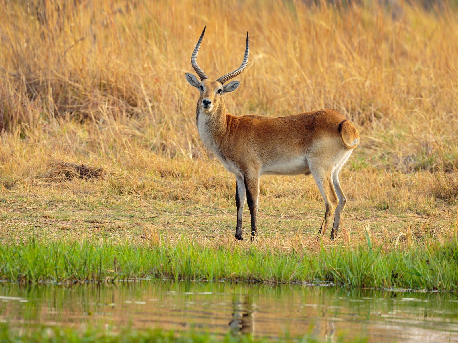 Антилопа с острыми рогами у воды