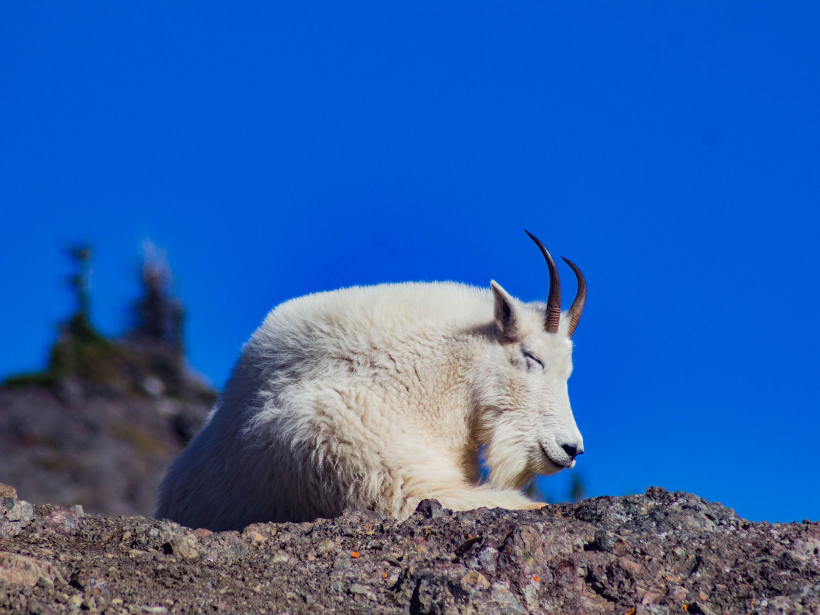 Козел спит на камнях на фоне неба 