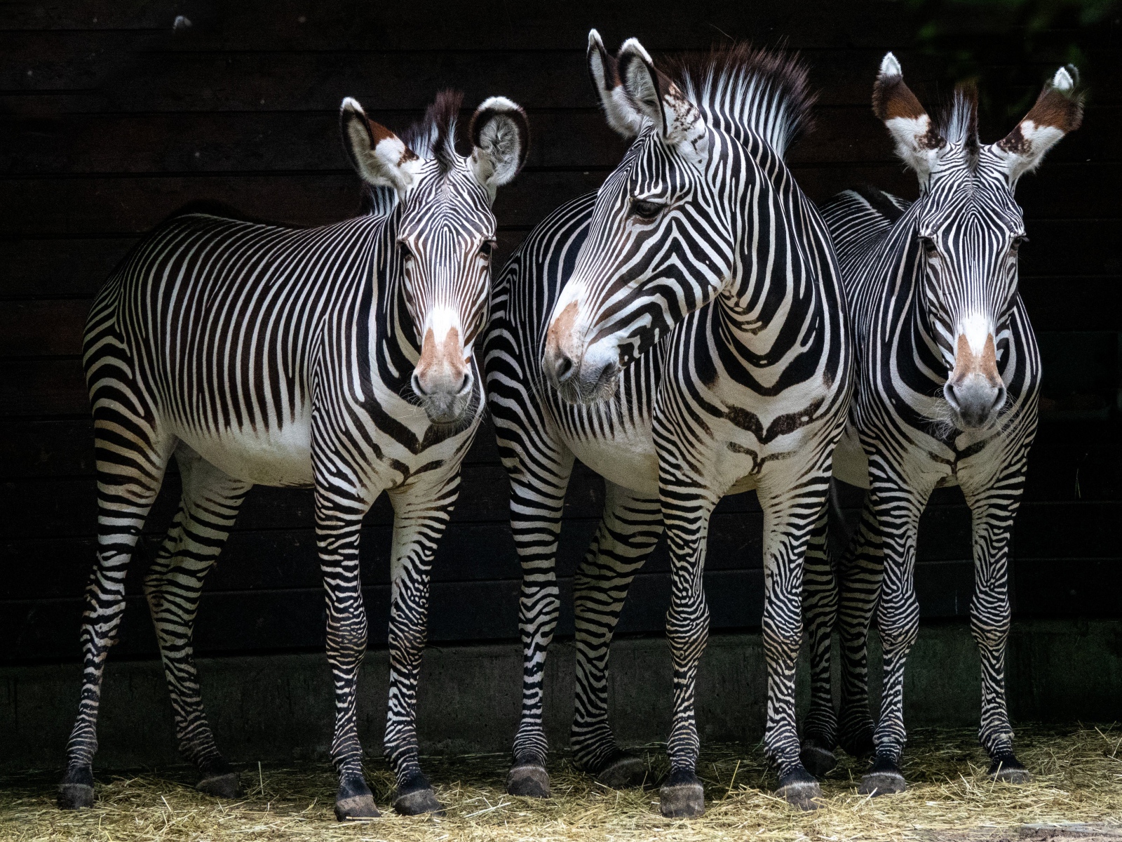 Три полосатые зебры стоят у стены в зоопарке 
