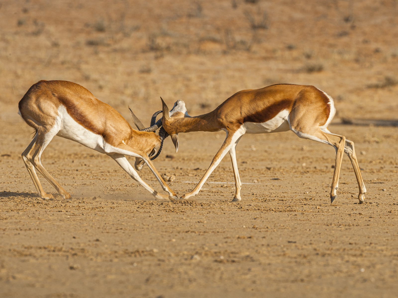 Две газели дерутся в саванне 