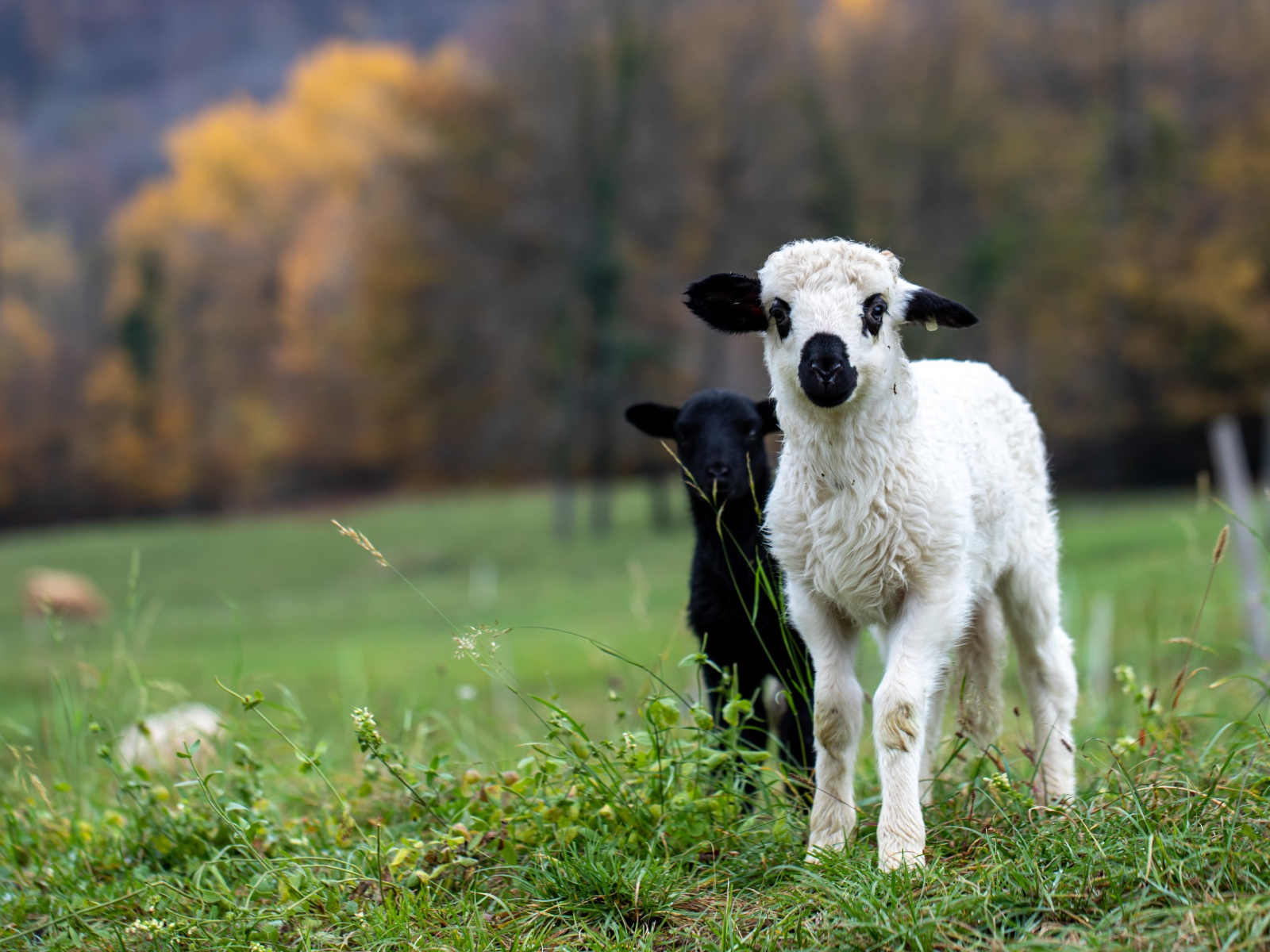 Два маленьких ягненка на зеленой траве 