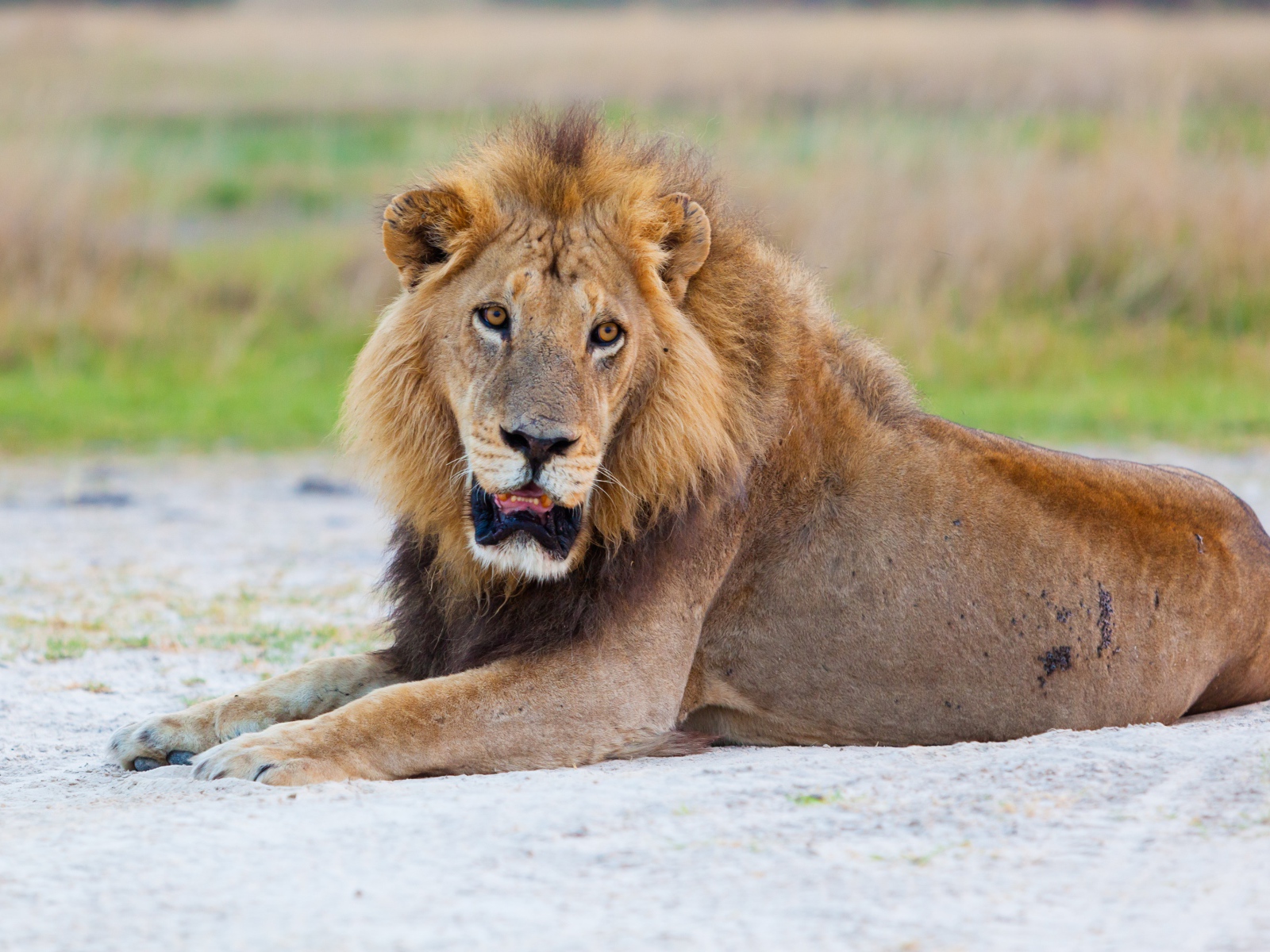 Большой лев с открытой пастью лежит на песке