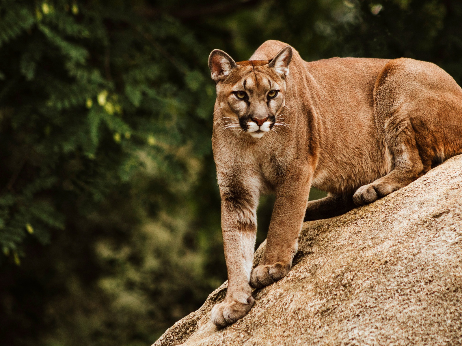 Большая хищная пума сидит на камне 