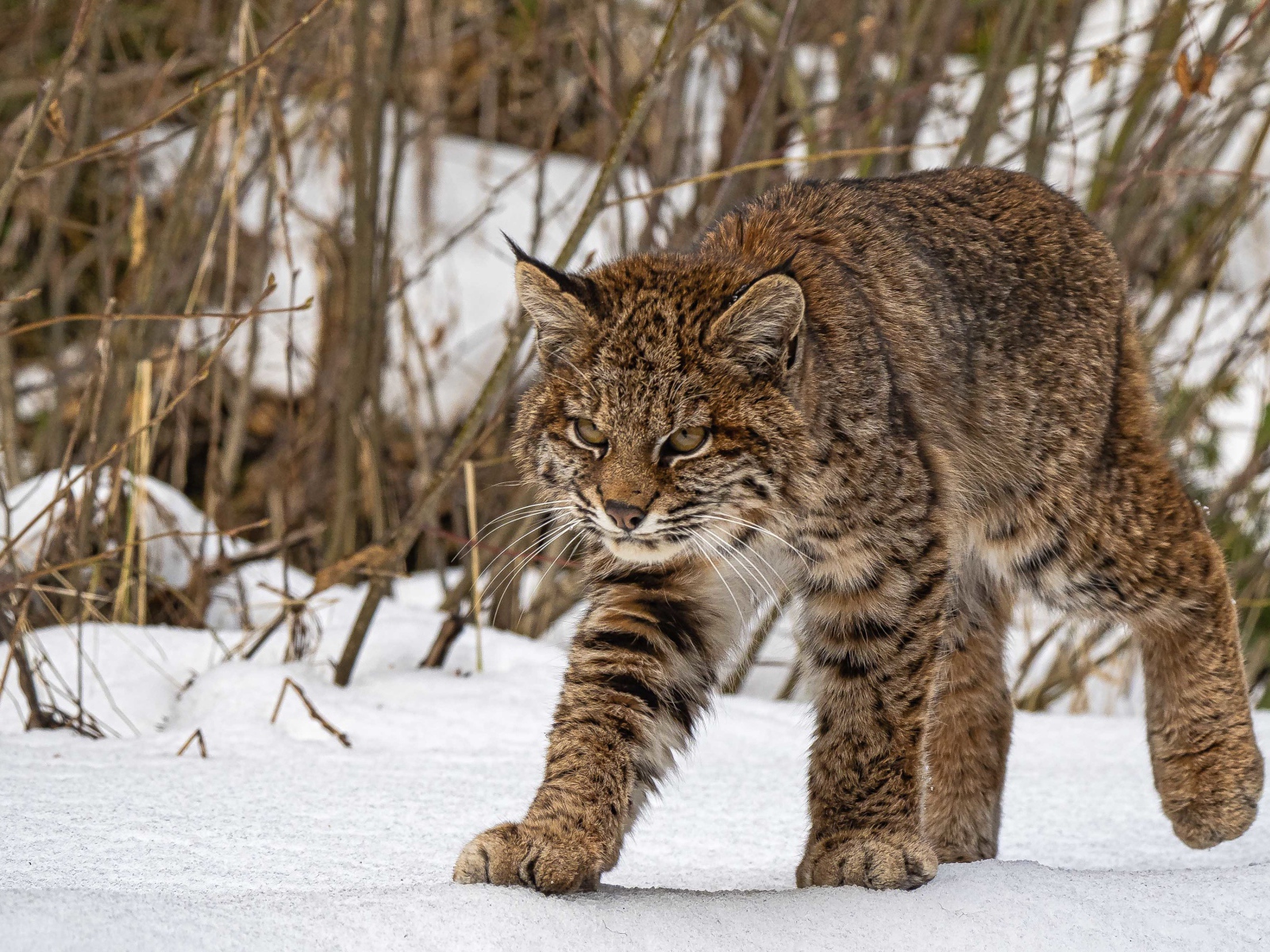 Серьезная серая рысь идет по снегу