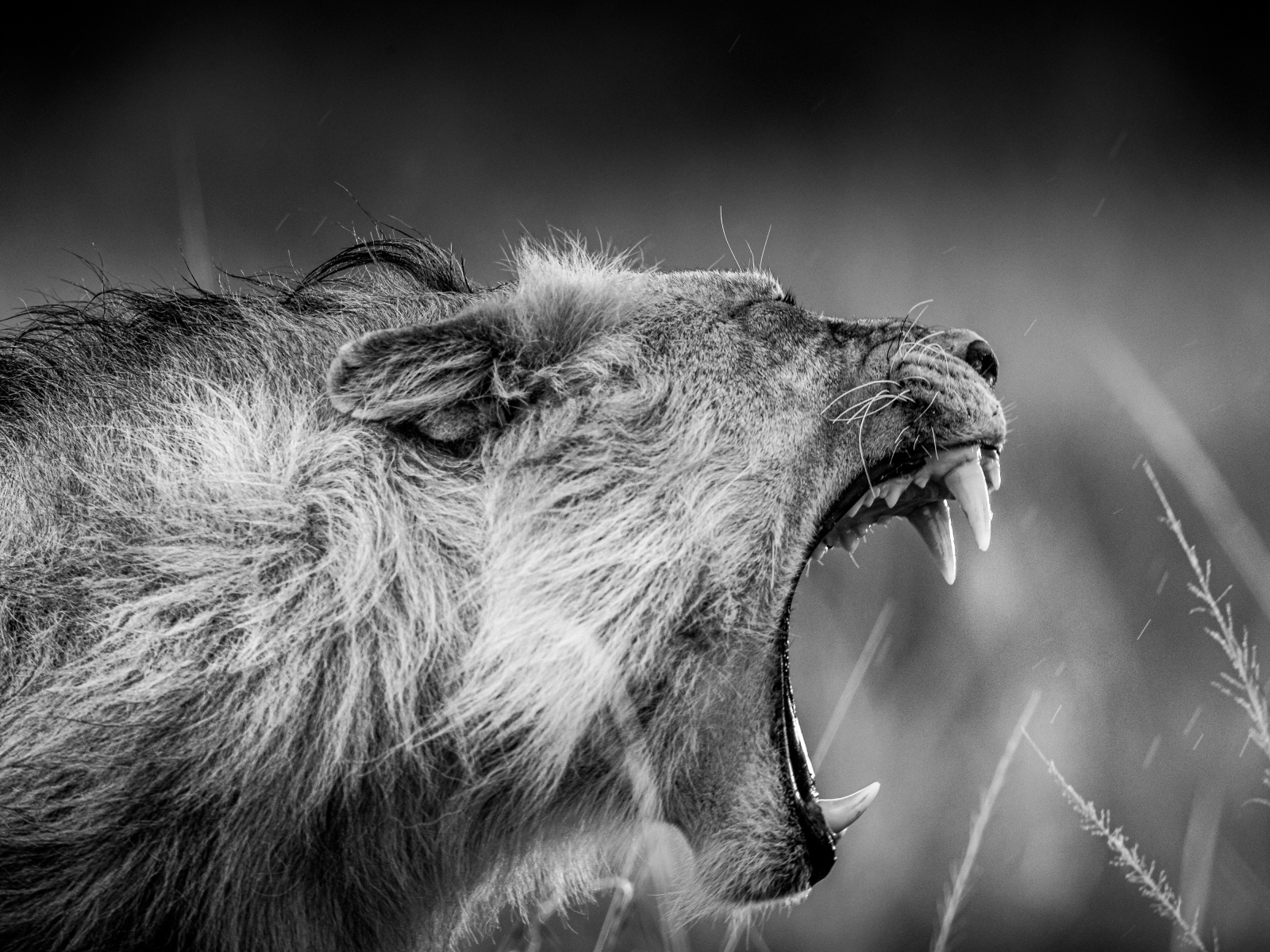 Грозный рык льва черно-белое фото