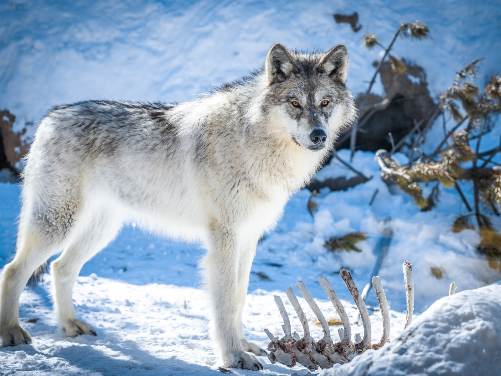 Красивый серый волк стоит на снегу 