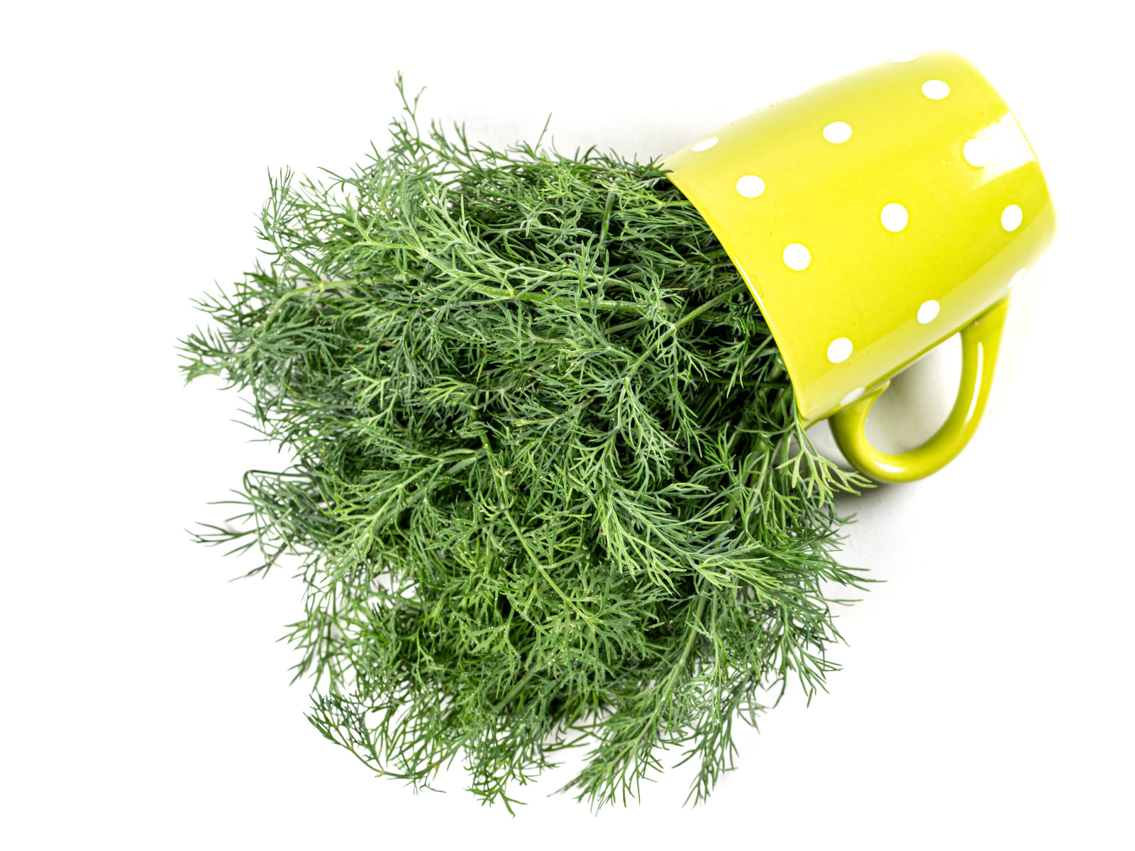 Пучок укропа в желтой чашке на белом фоне