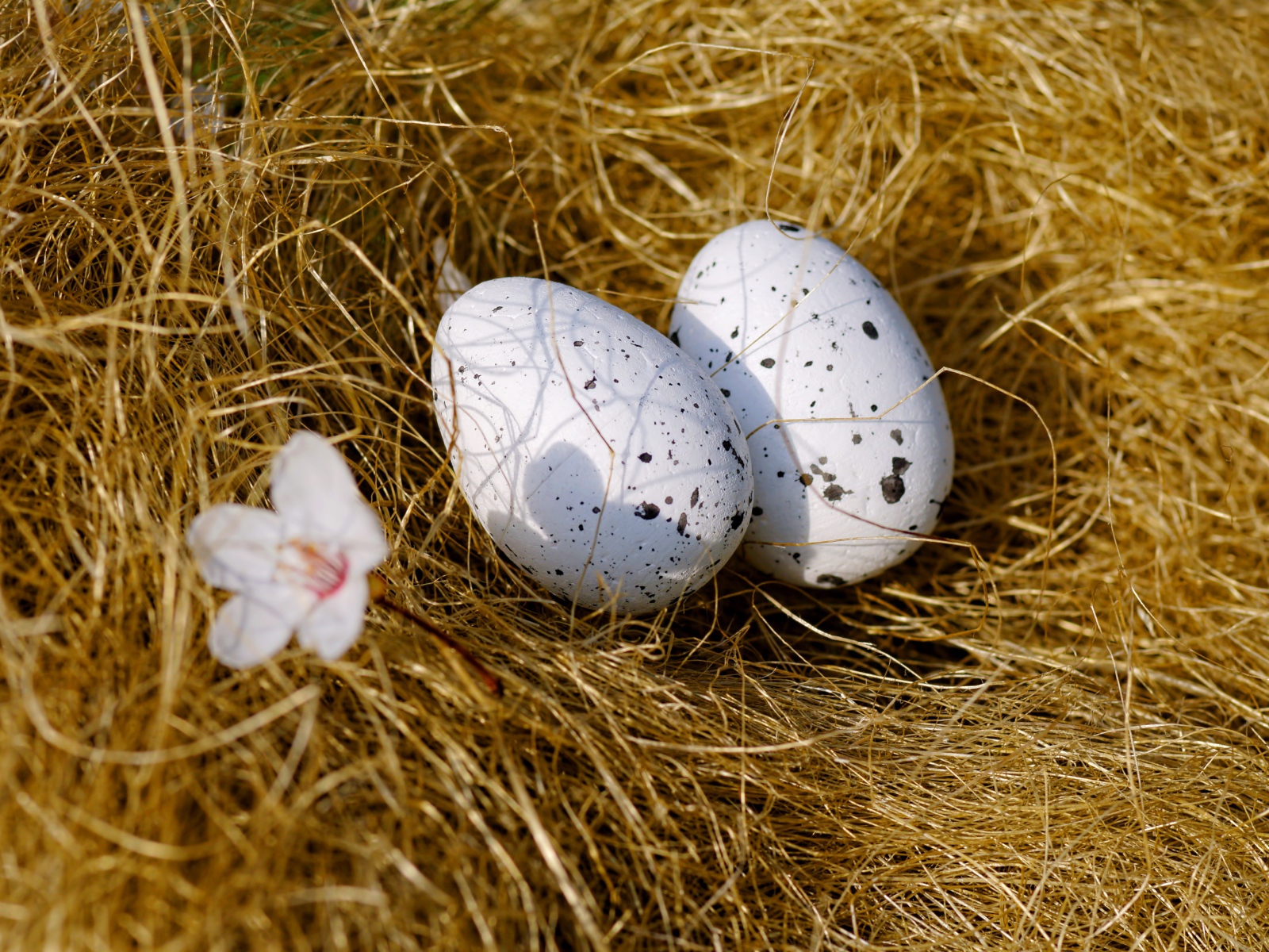Два яйца лежат на сухой траве