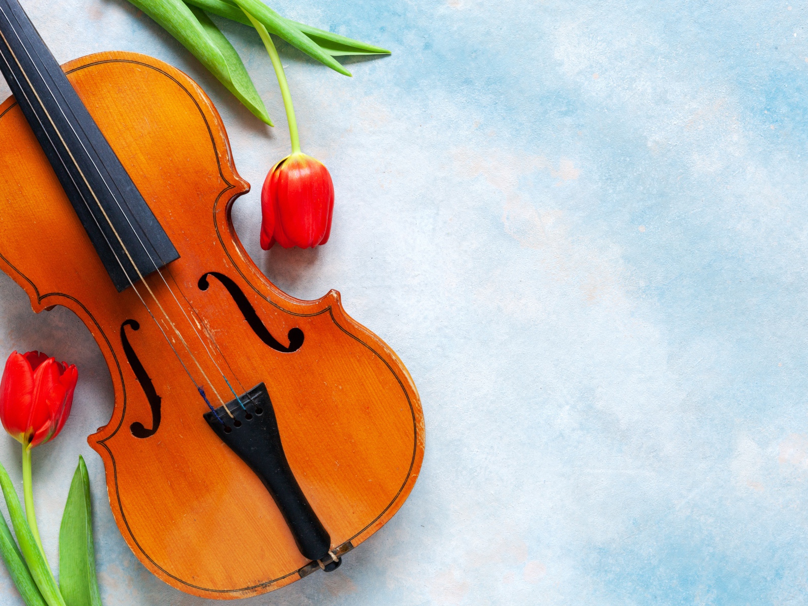 Скрипка с тюльпанами на голубом фоне