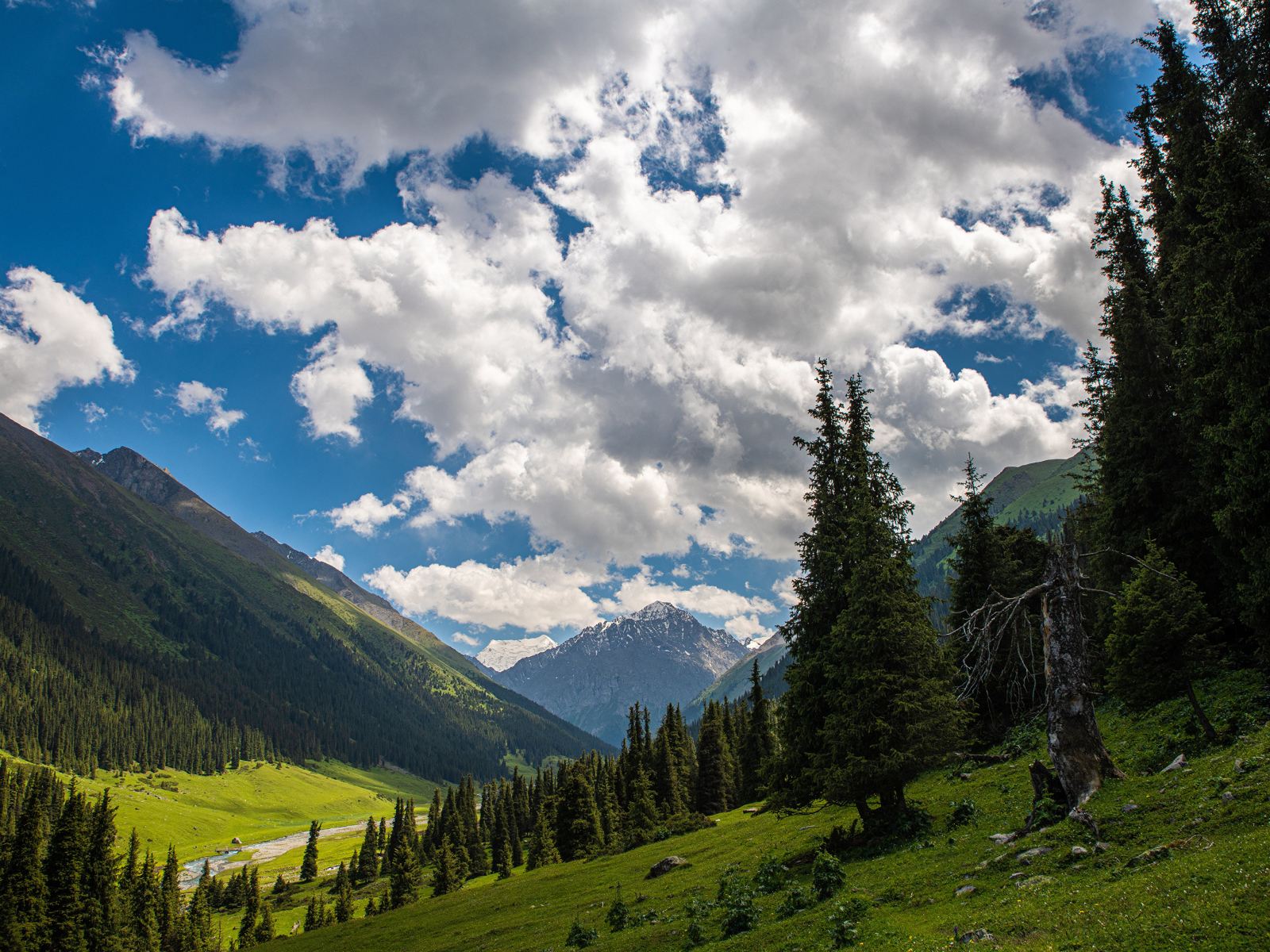 Густые белые облака над покрытыми лесом горами