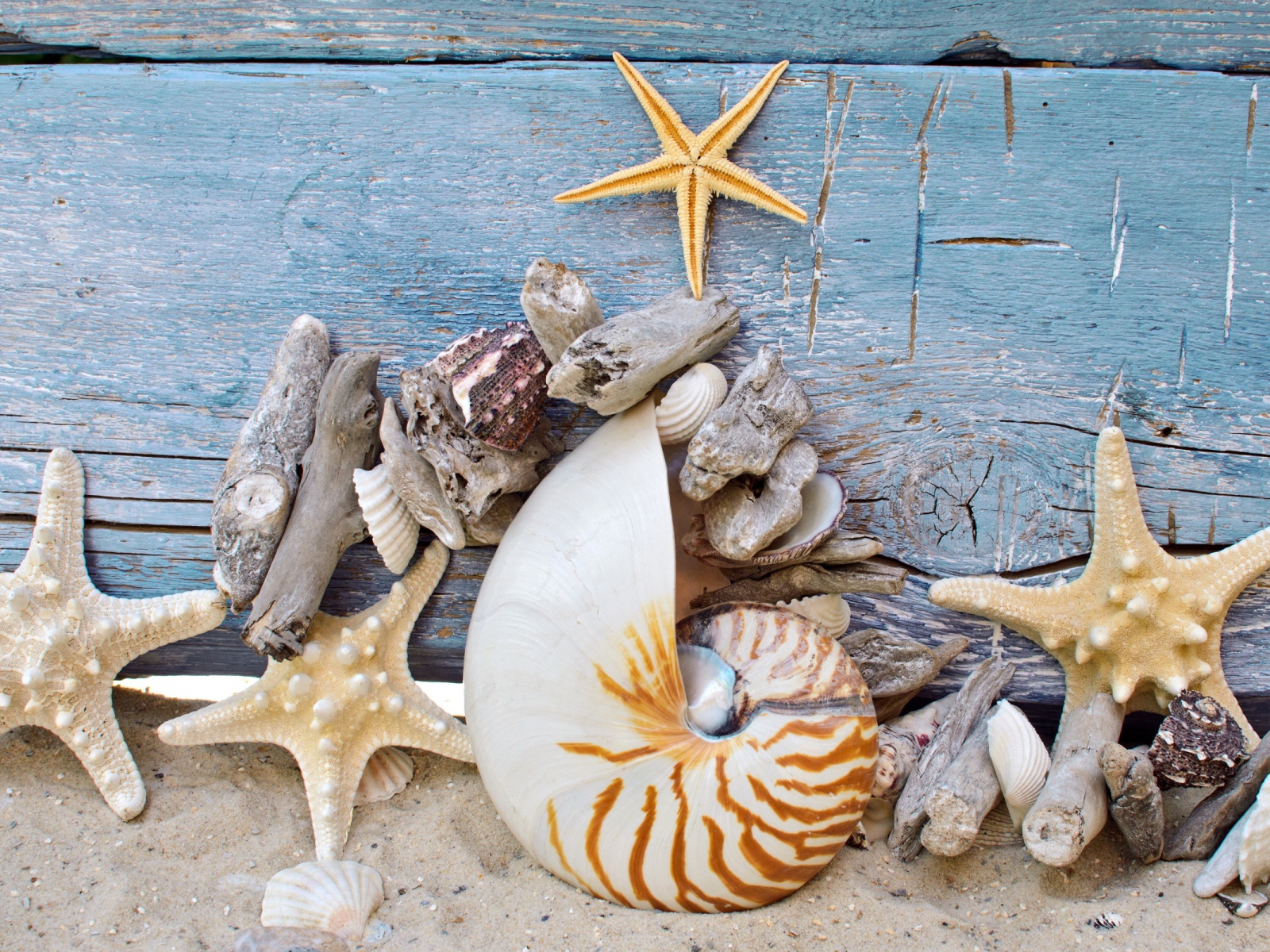 Разные красивые ракушки с морскими звездами на деревянном фоне 