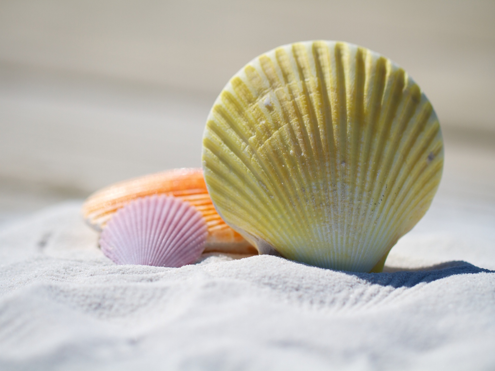 Разноцветные ракушки лежат на белом песке