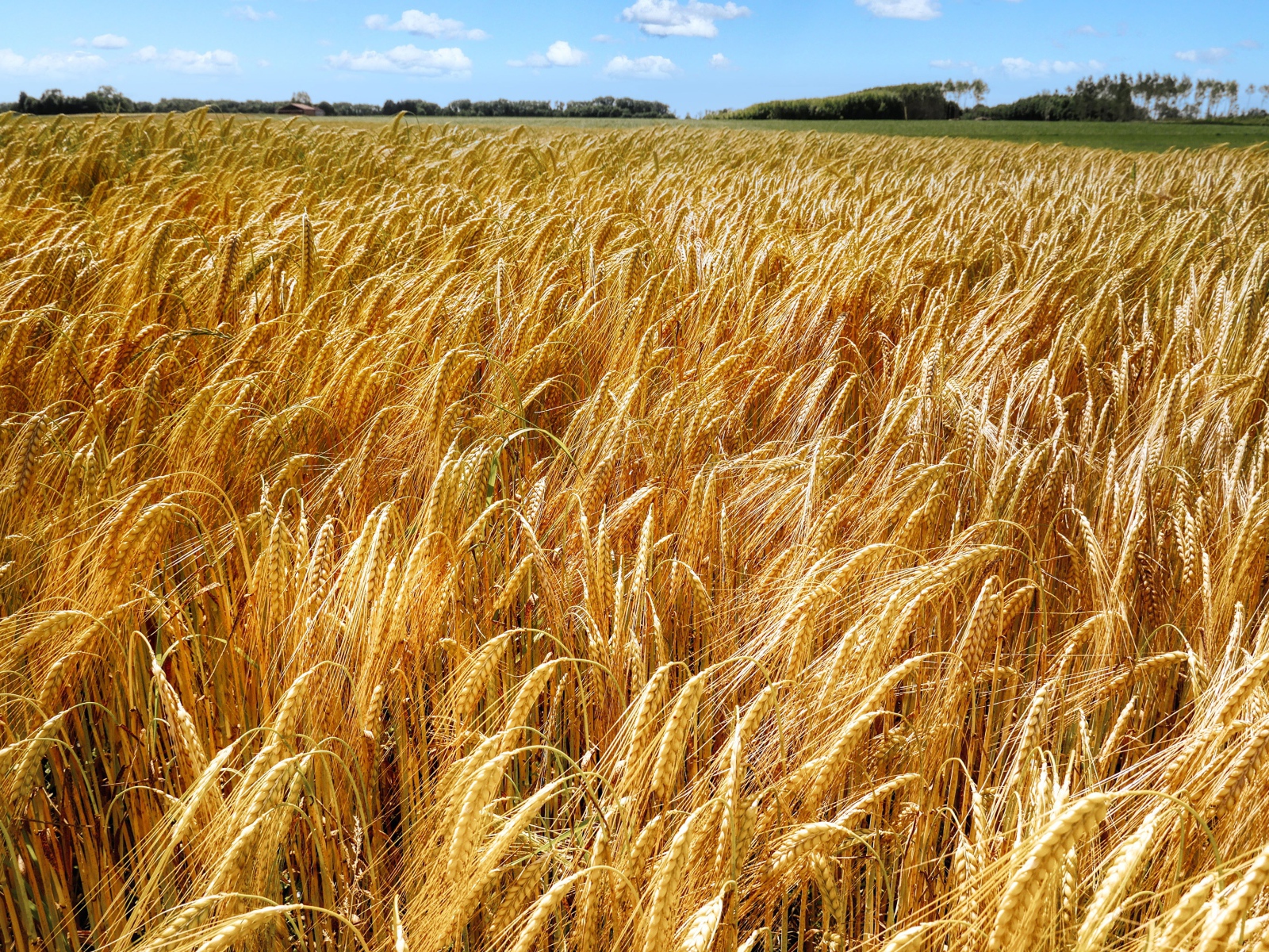 Большое поле спелой пшеницы осенью