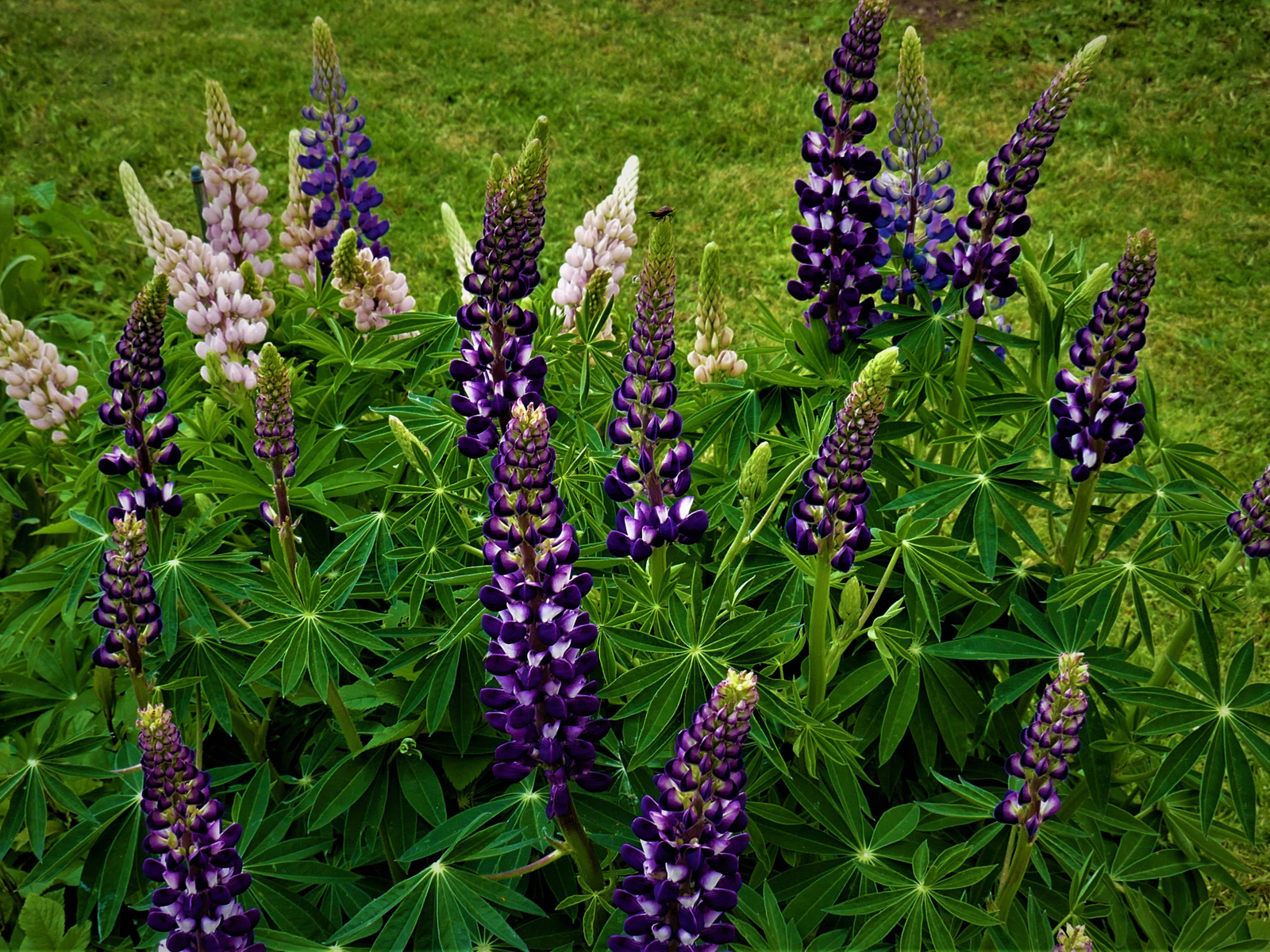 Куст фиолетовых цветов люпина на клумбе 